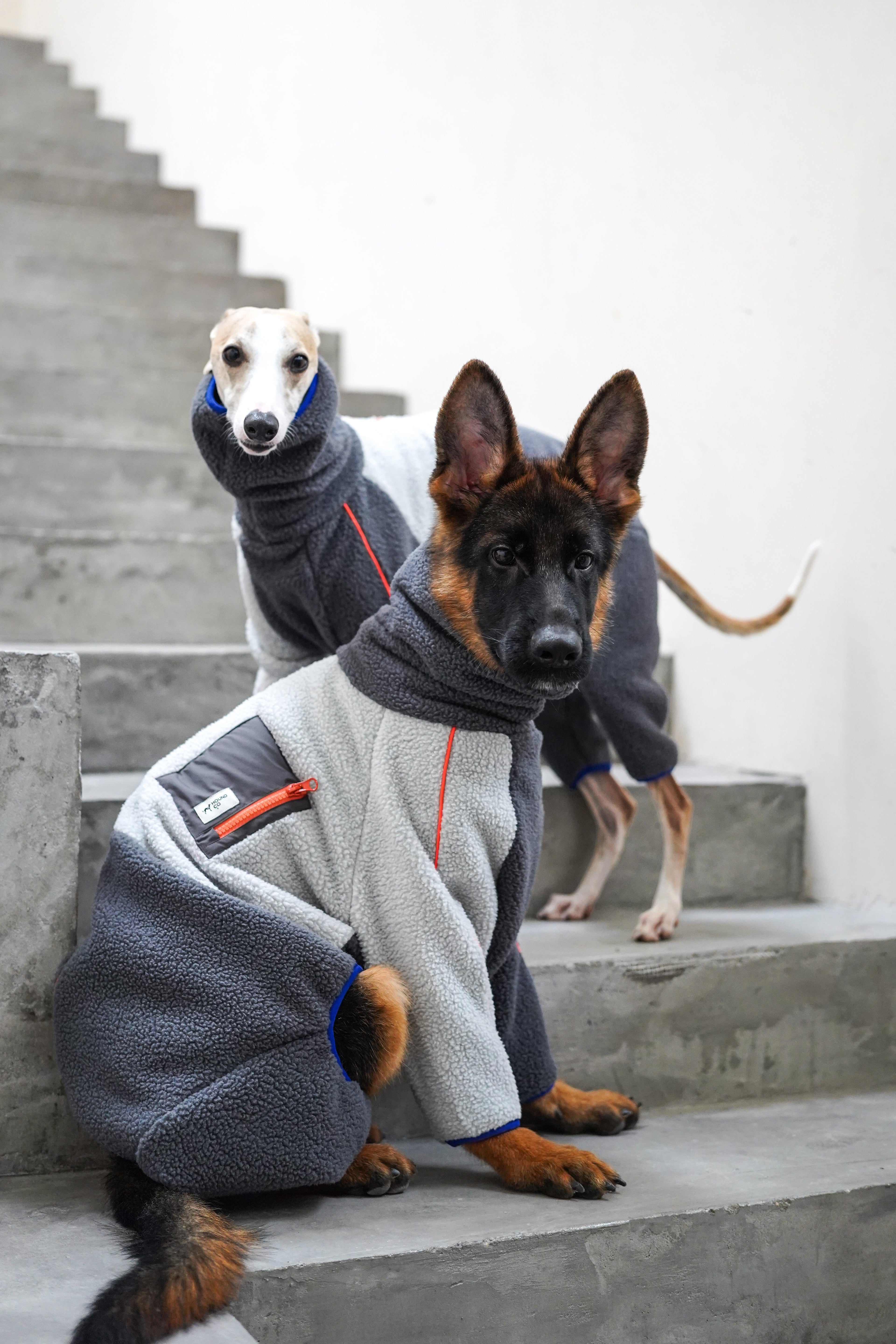 All breeds Clothing
