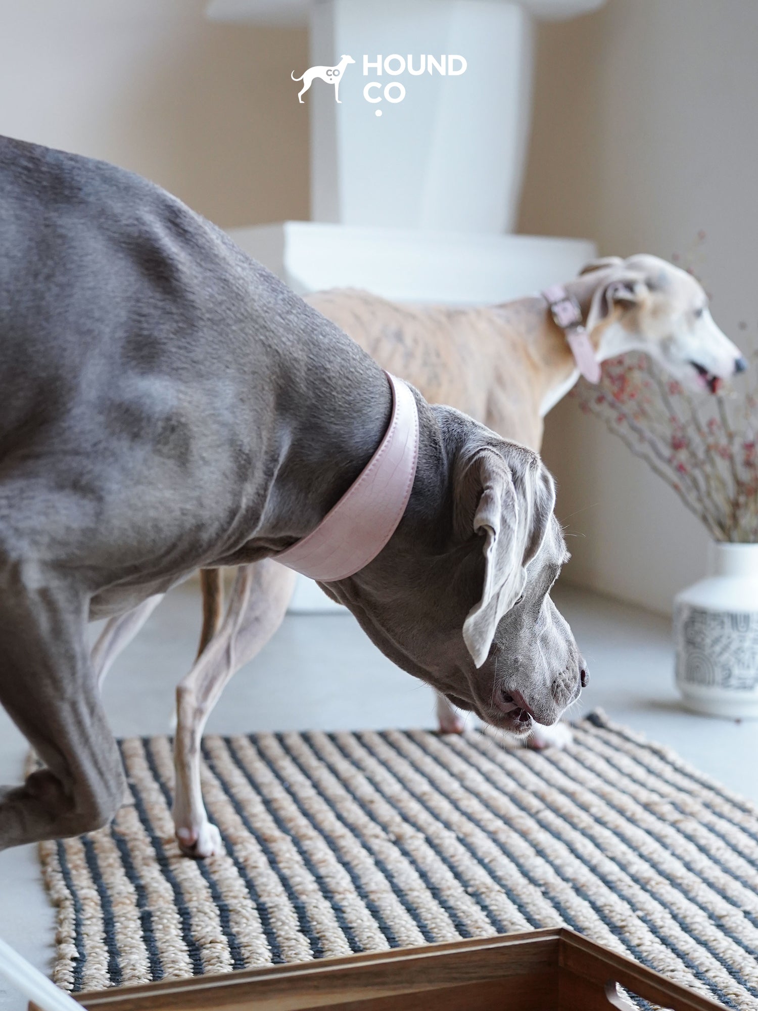 Sakura Collar and Leash Bundle