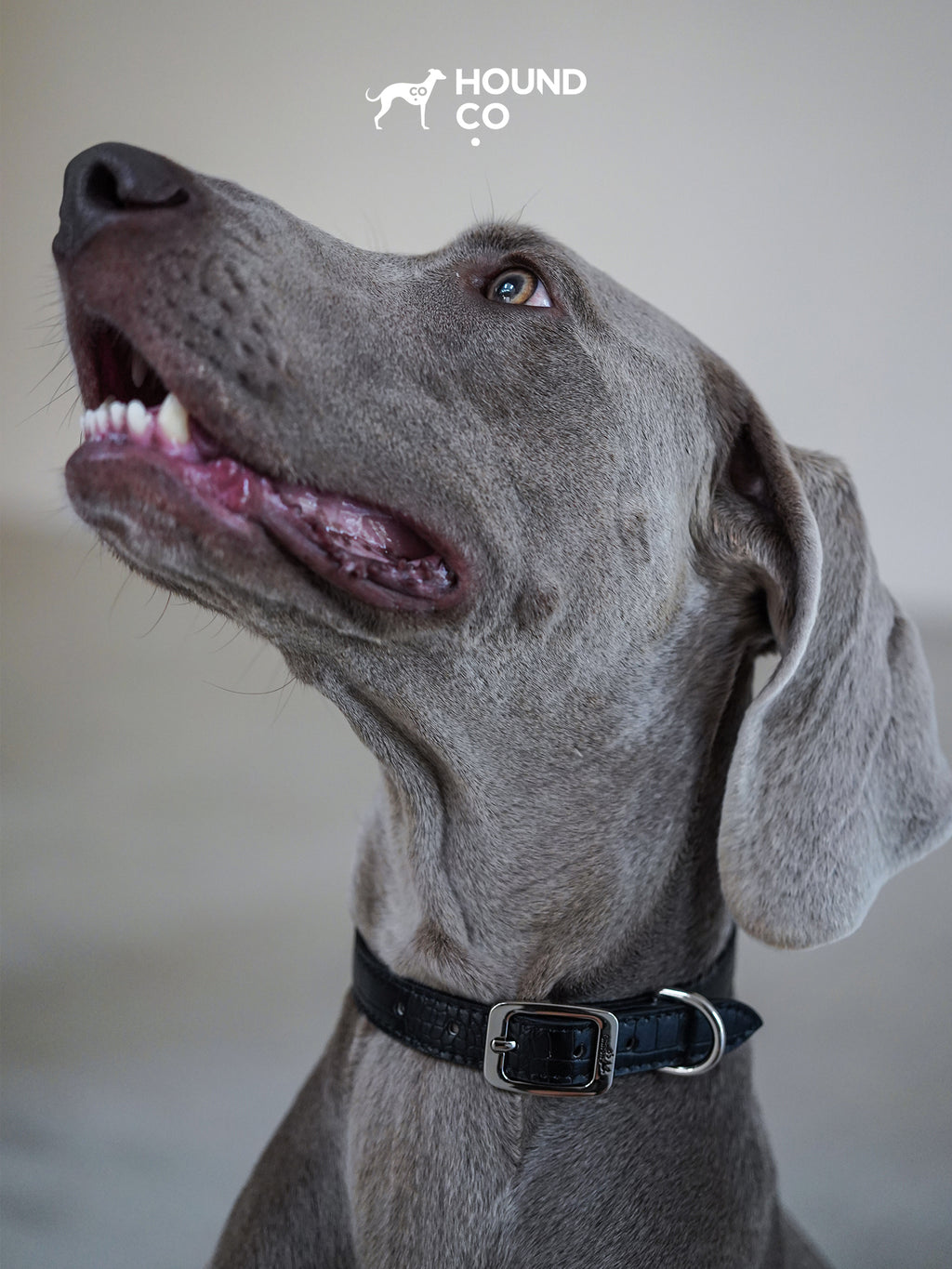 Onyx Vegan Croco Patterned Collar