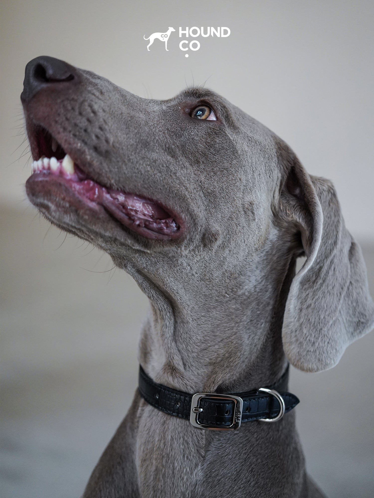 Onyx Vegan Croco Patterned Collar