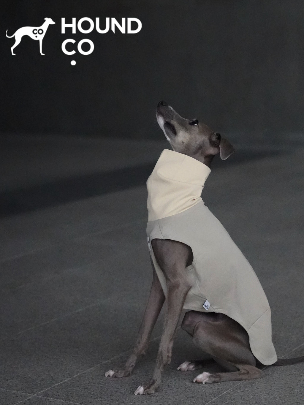 Lightweight Vest for Sighthound