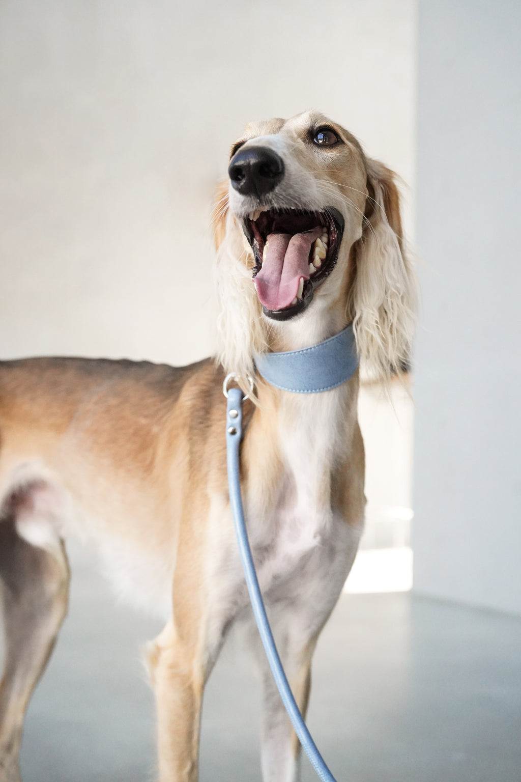 Denim Blue Sighthound Vegan Collar