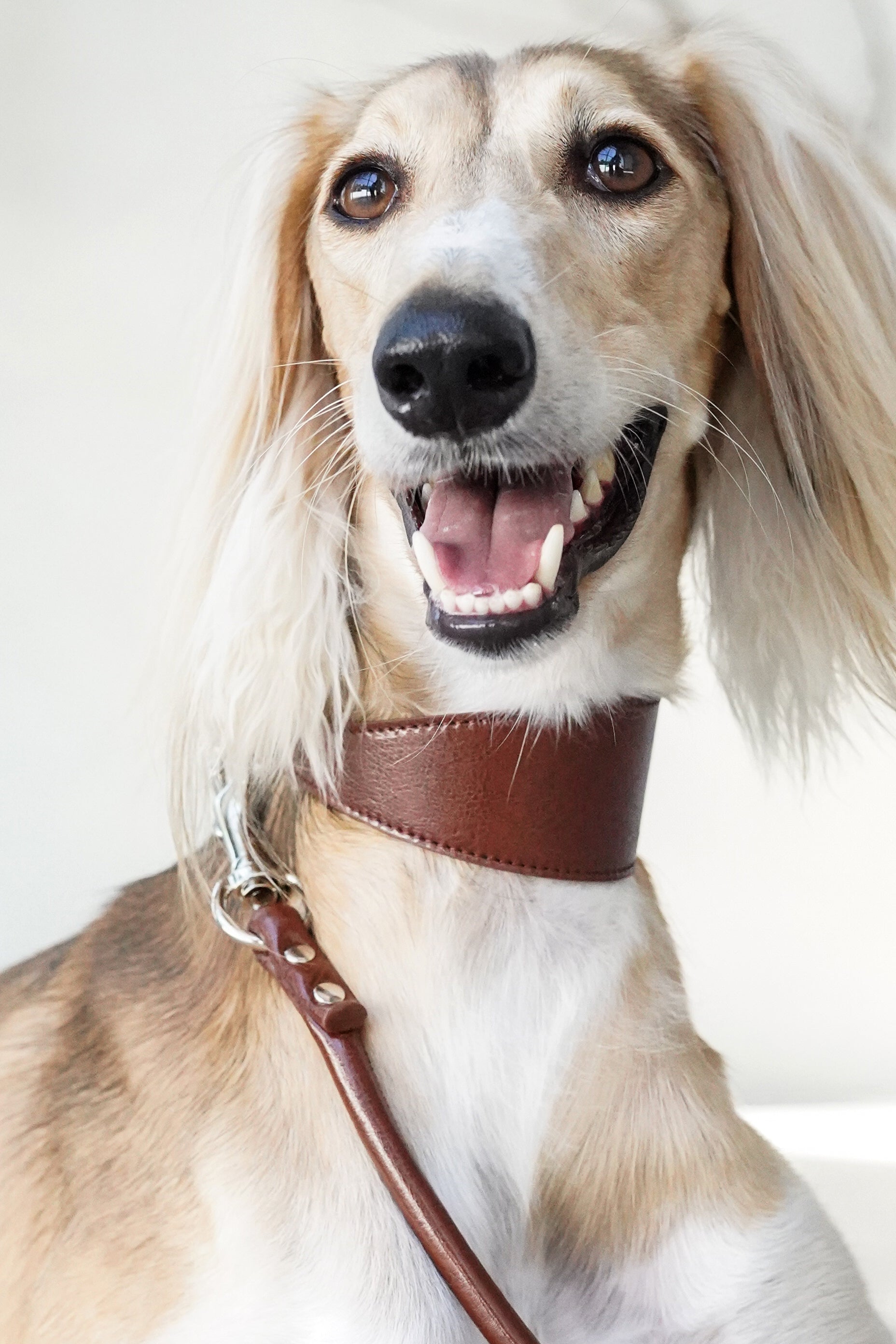Mocha Brown Sighthound Vegan Collar