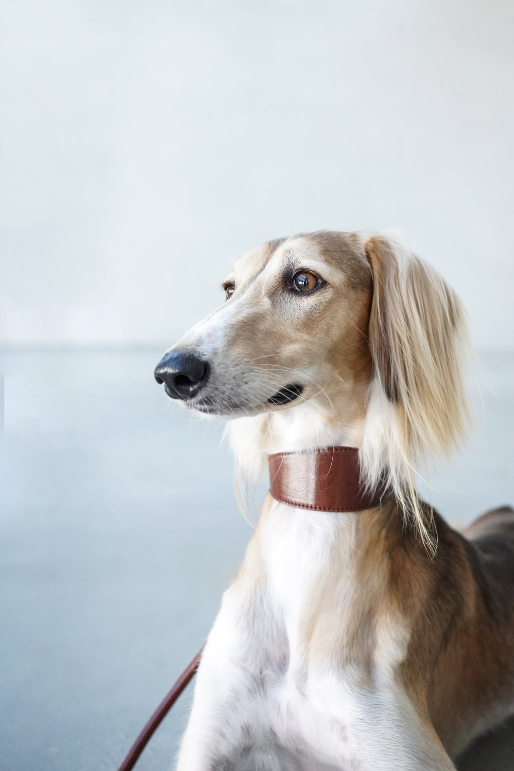 Mocha Brown Sighthound Vegan Collar