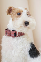 Martingale Collar Autumn Berries