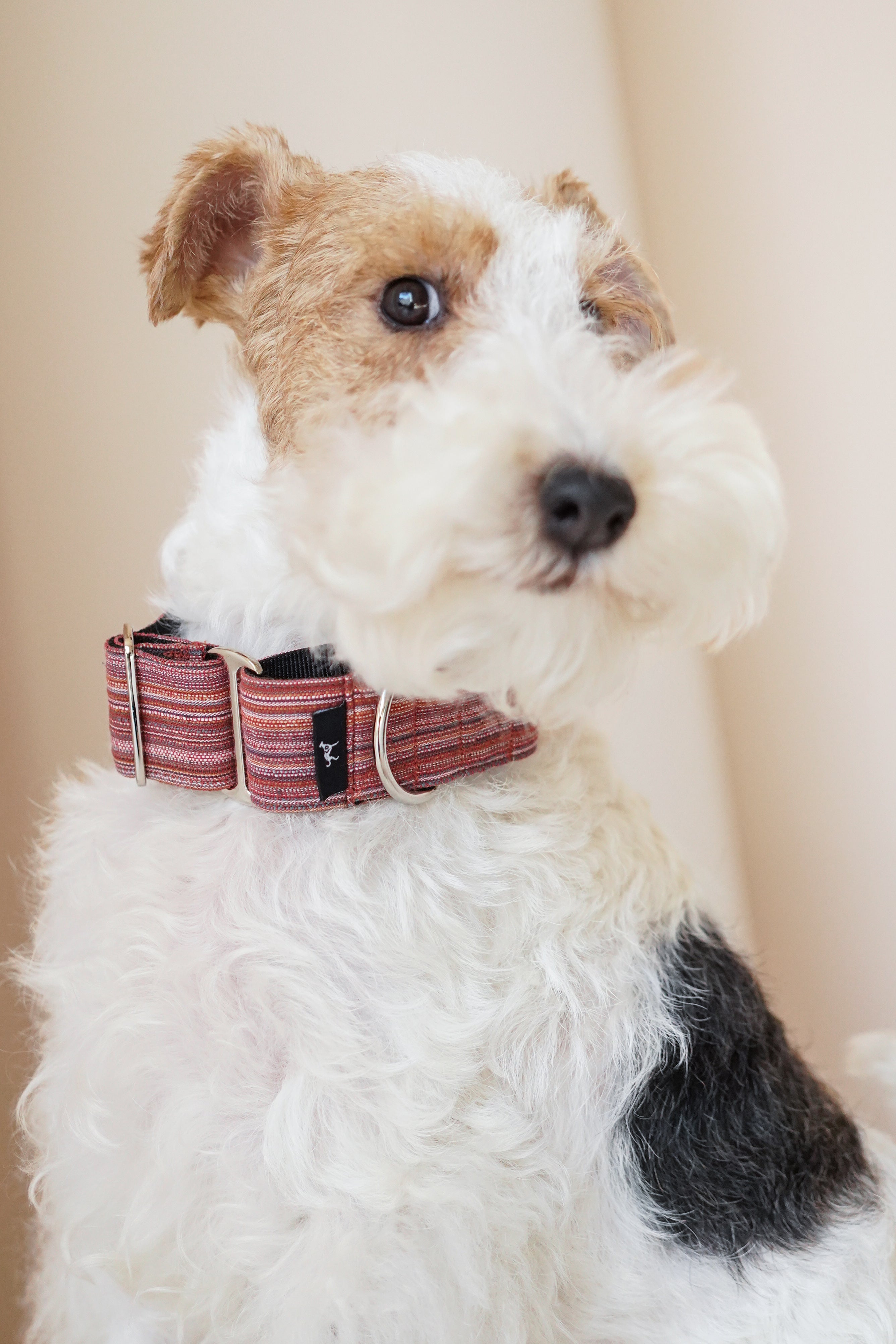 Martingale Collar Autumn Berries