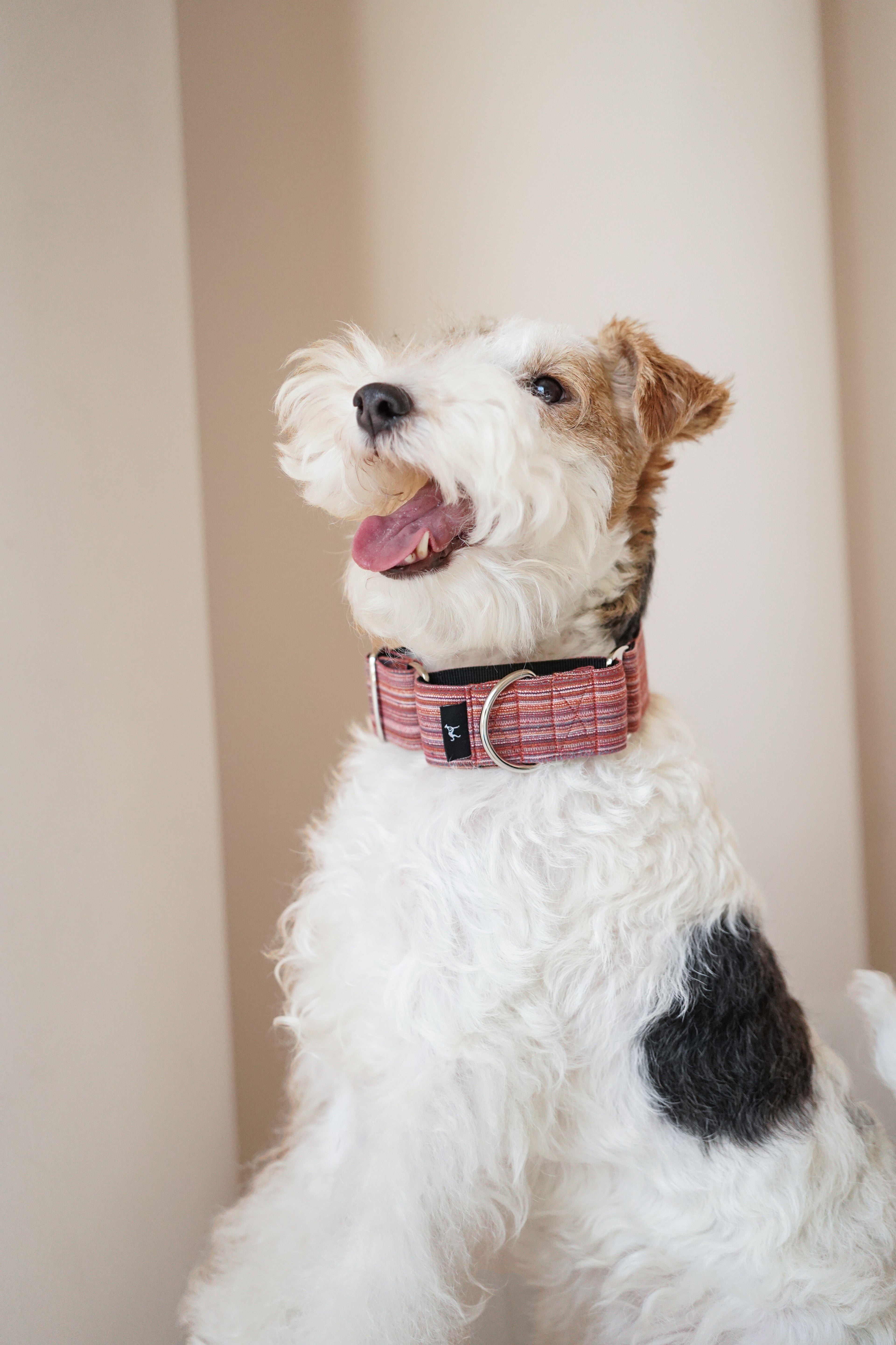 Martingale Collar Autumn Berries
