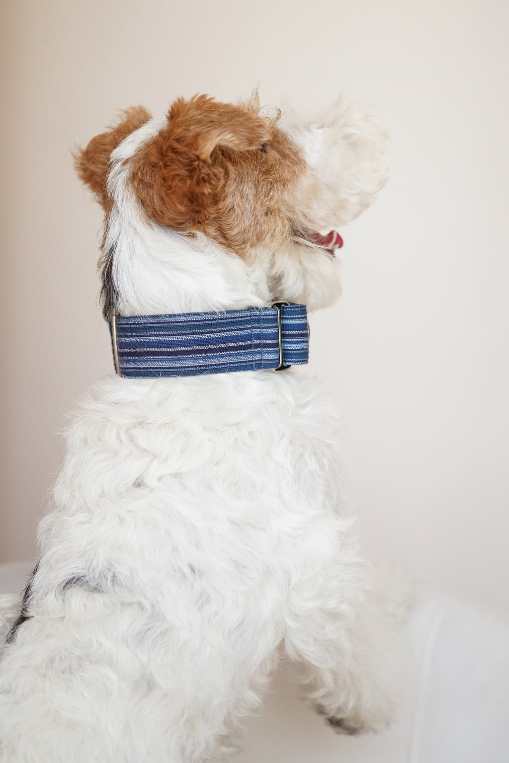 Martingale Collar Ocean depth
