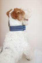 Martingale Collar Ocean depth