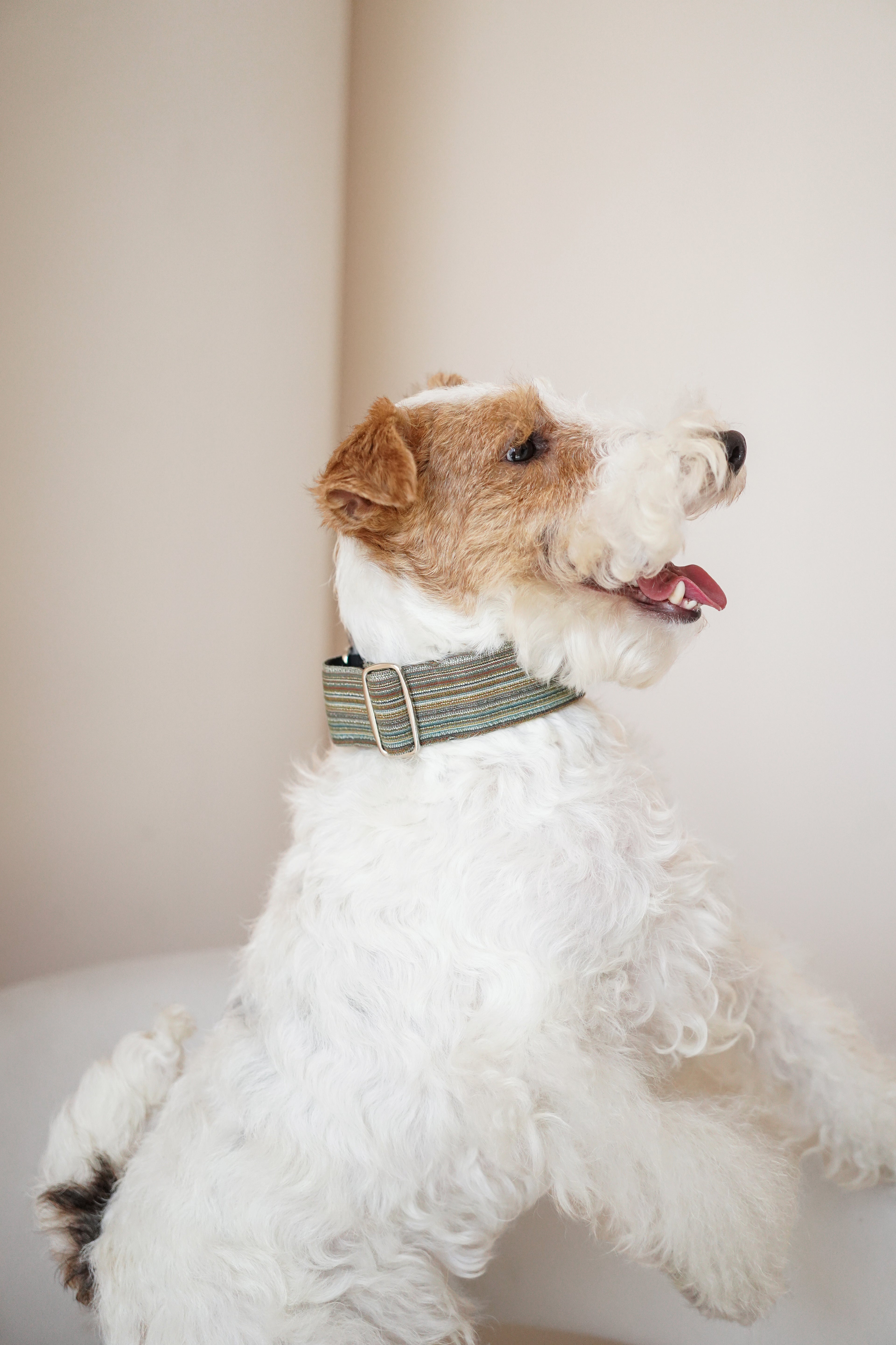 Martingale Collar Moss Meadow