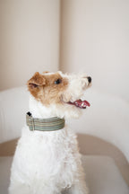 Martingale Collar Moss Meadow