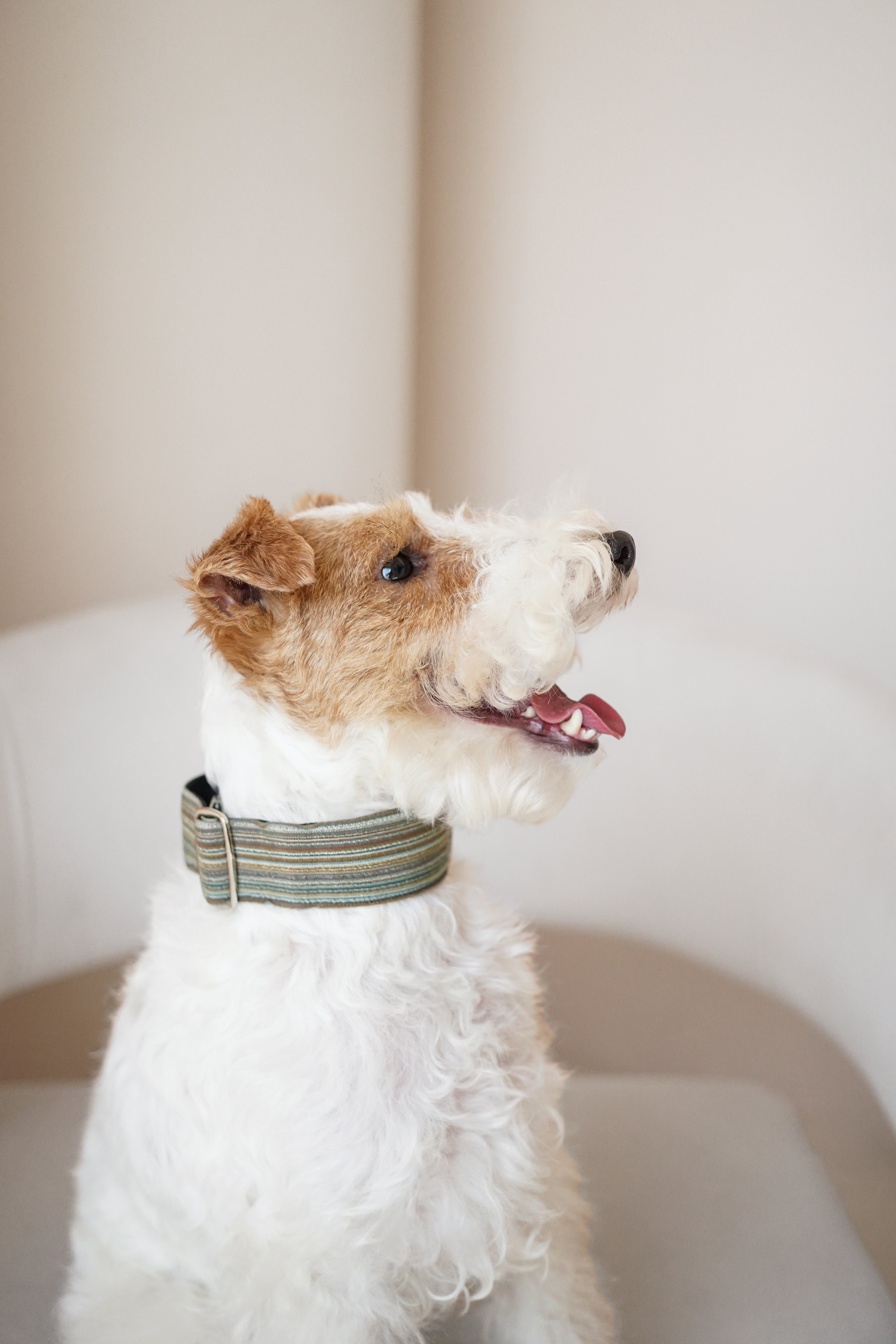 Martingale Collar Moss Meadow