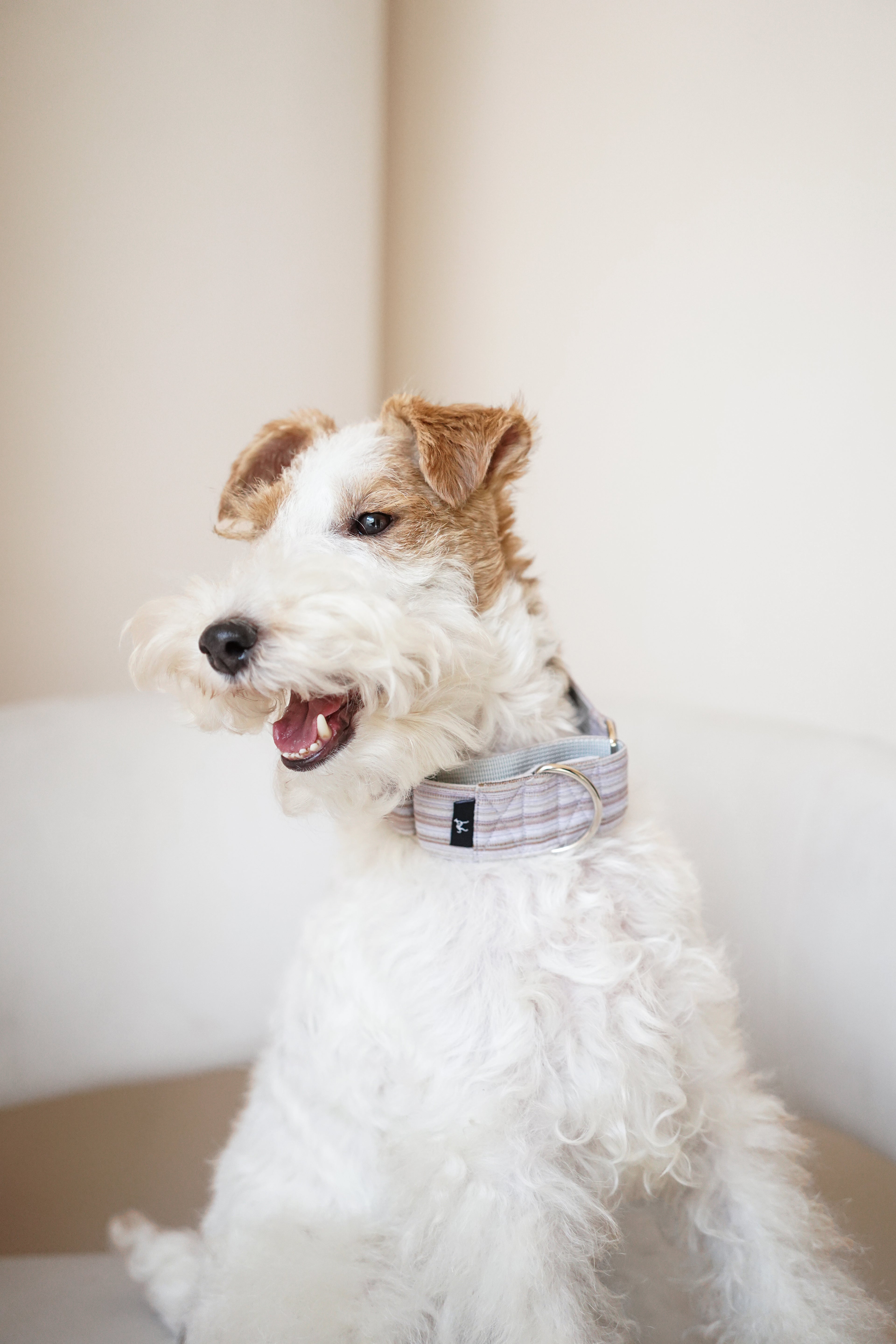 Martingale Collar Dusk glow