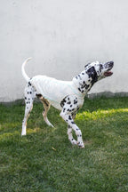 Quilted Cooling Vest