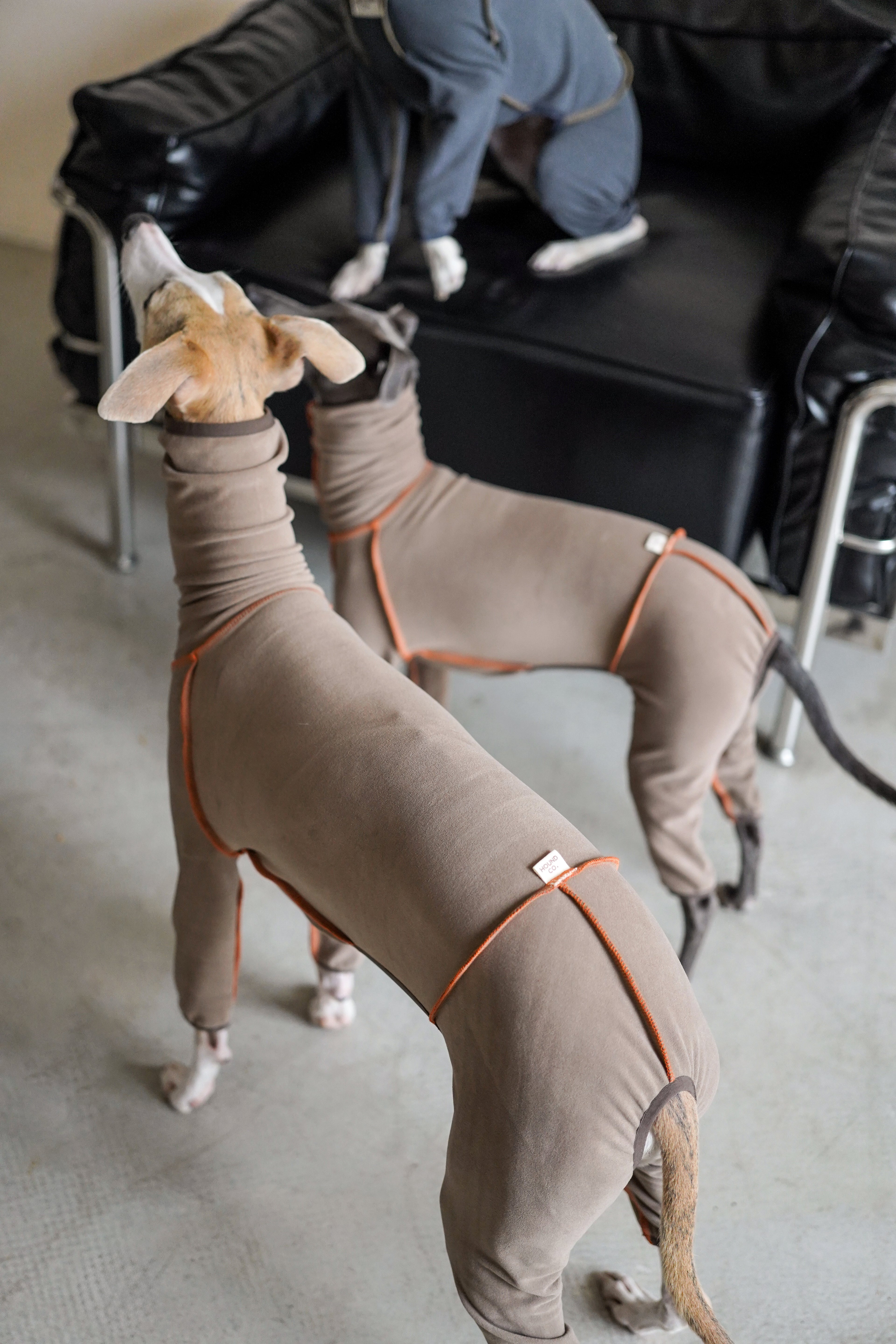 Seamless sighthound onsie