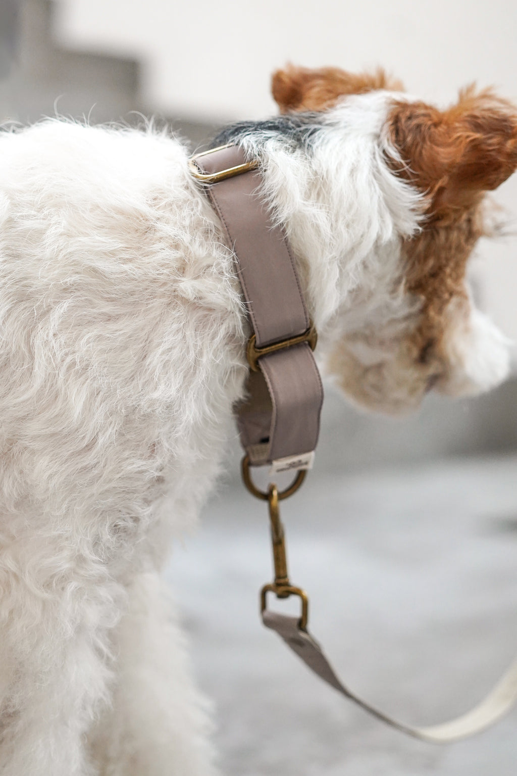 Everyday Martingale Collar