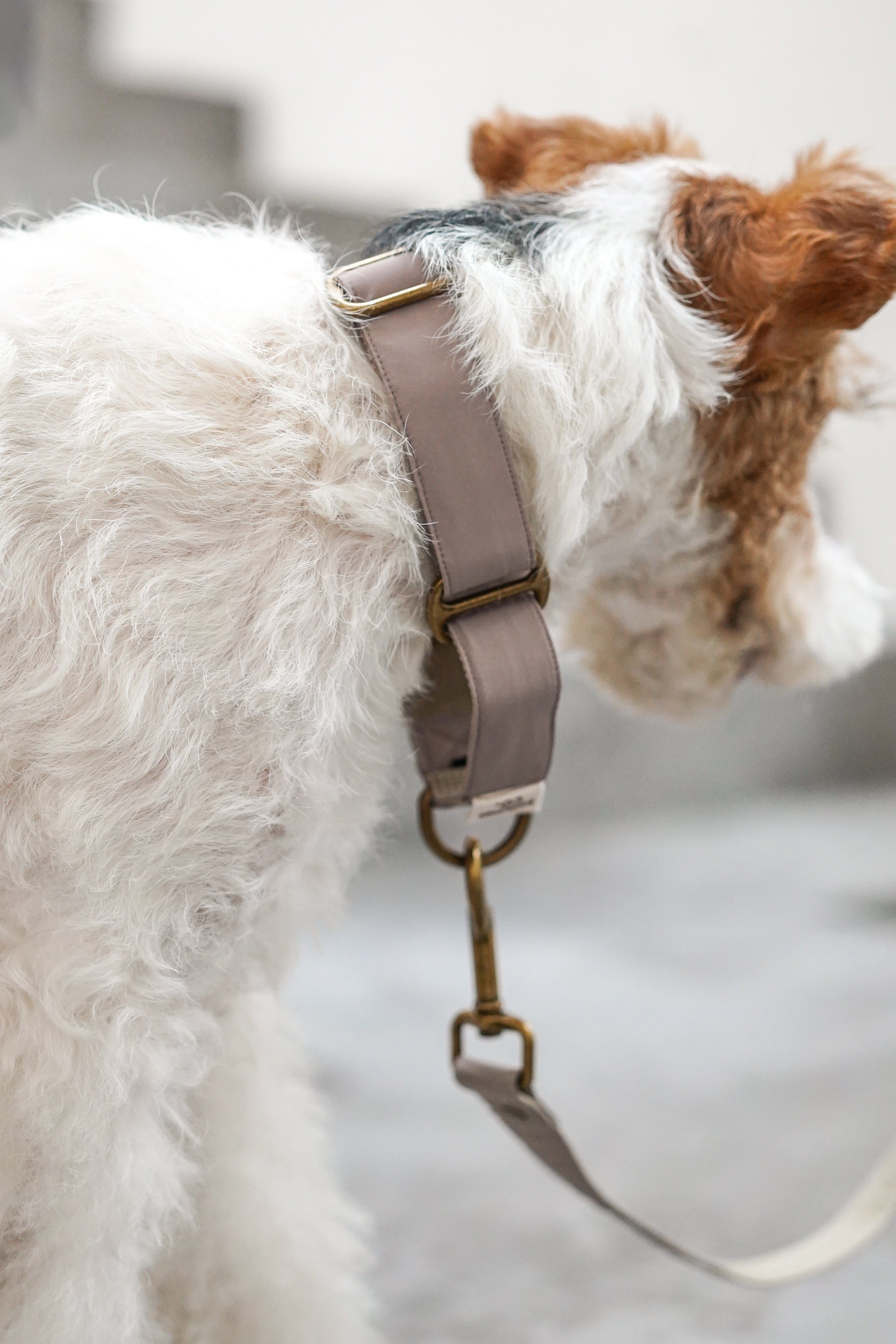 Everyday Martingale Collar