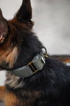 Everyday Martingale Collar