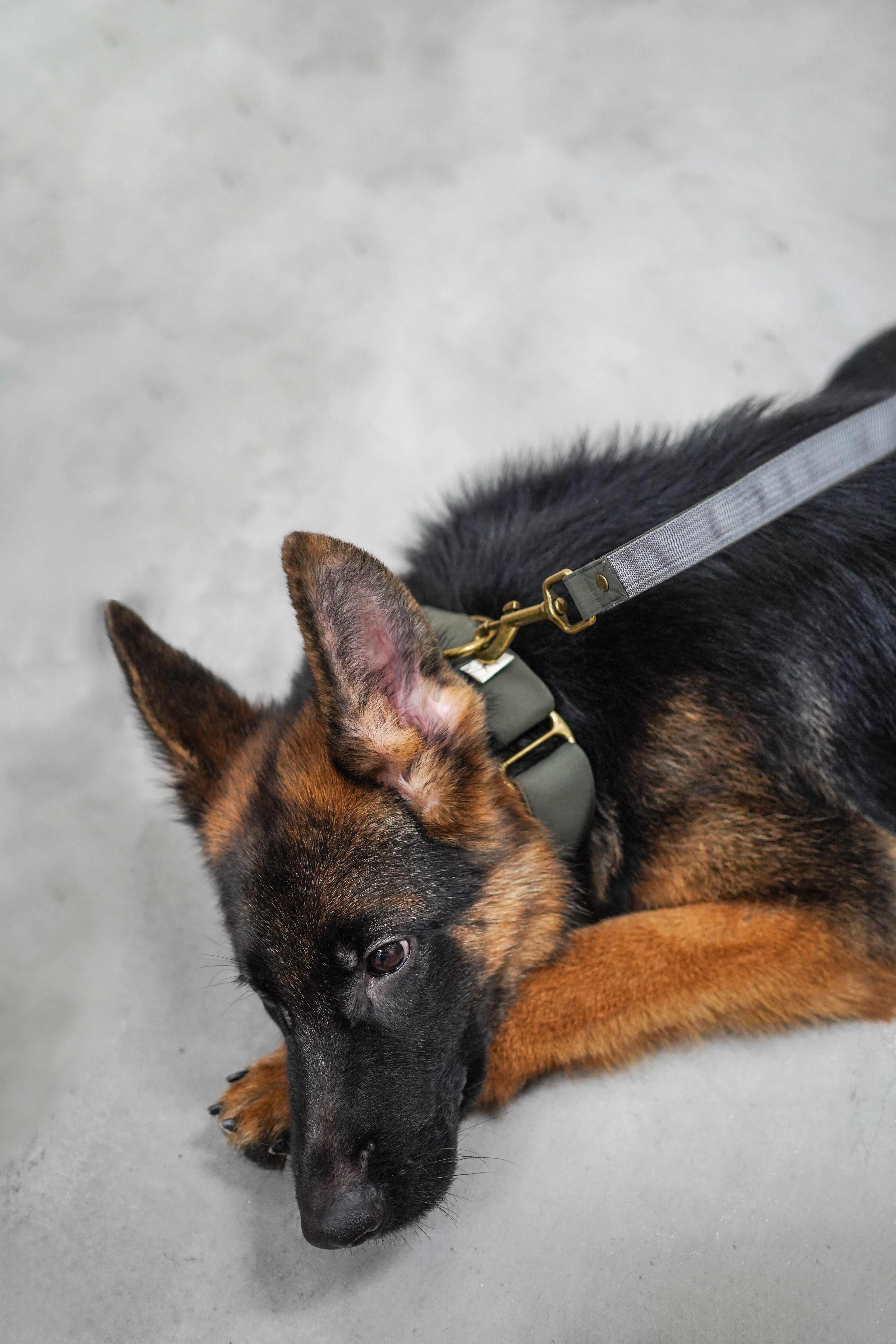 Everyday Martingale Collar