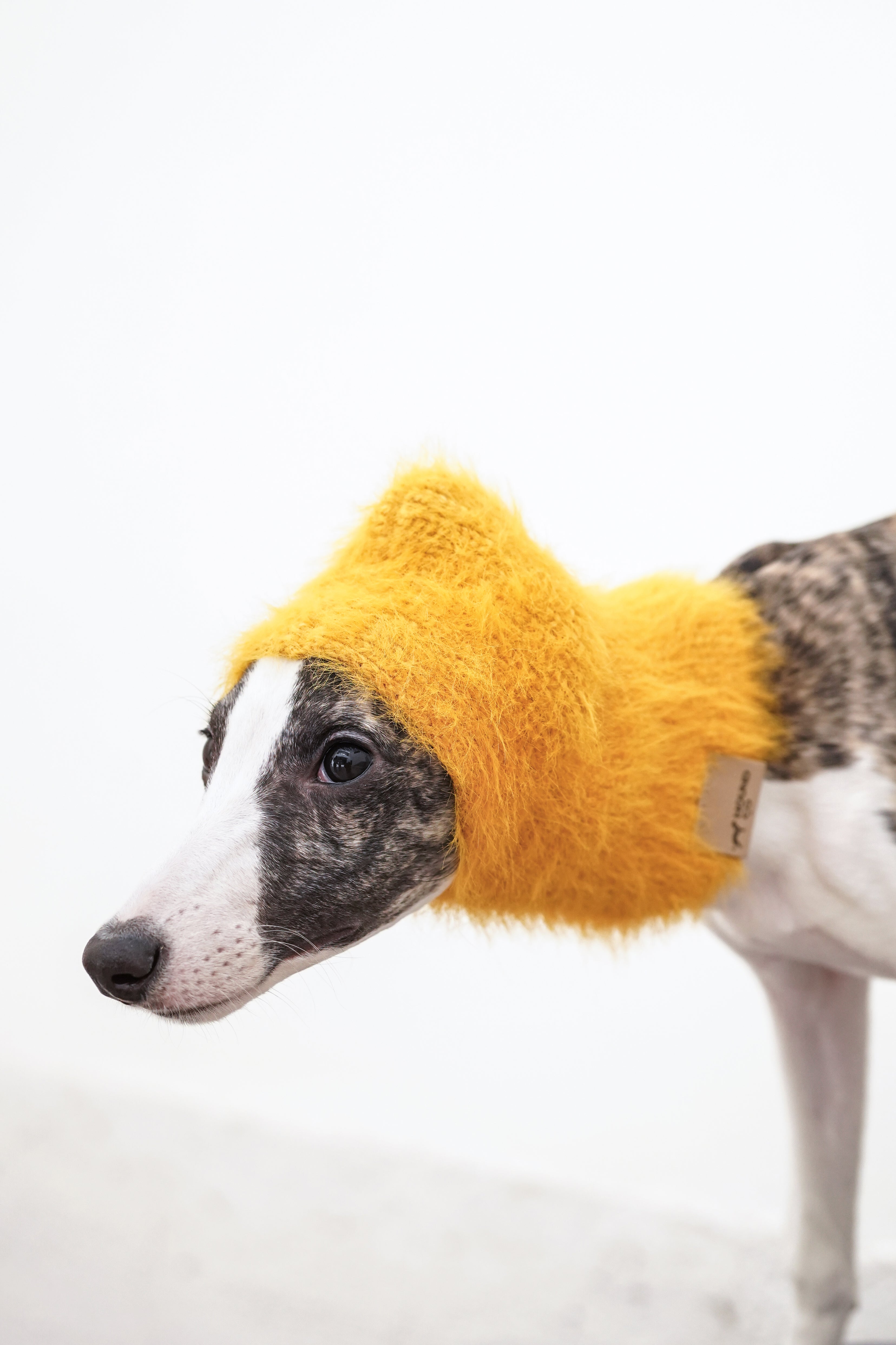 Balaclava「Mango」