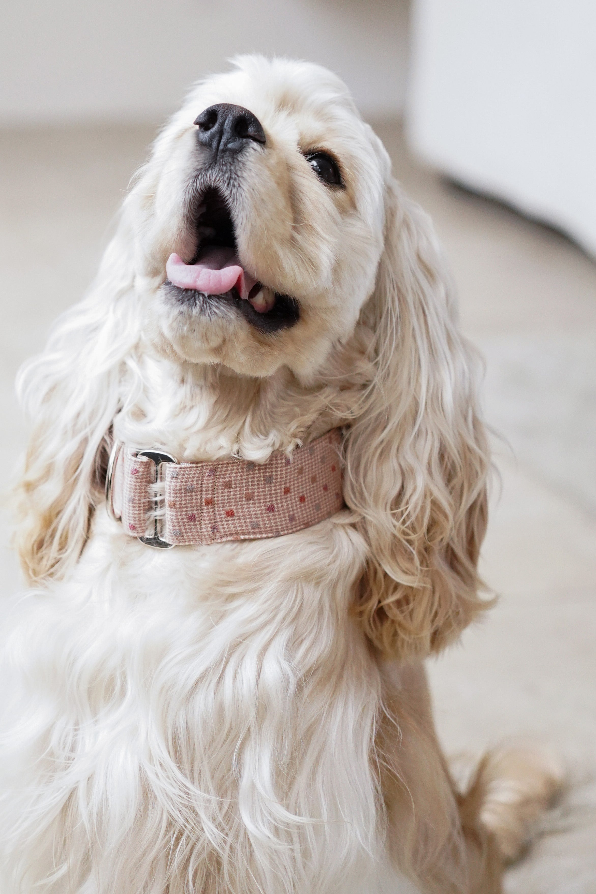 Martingale Collar Blush