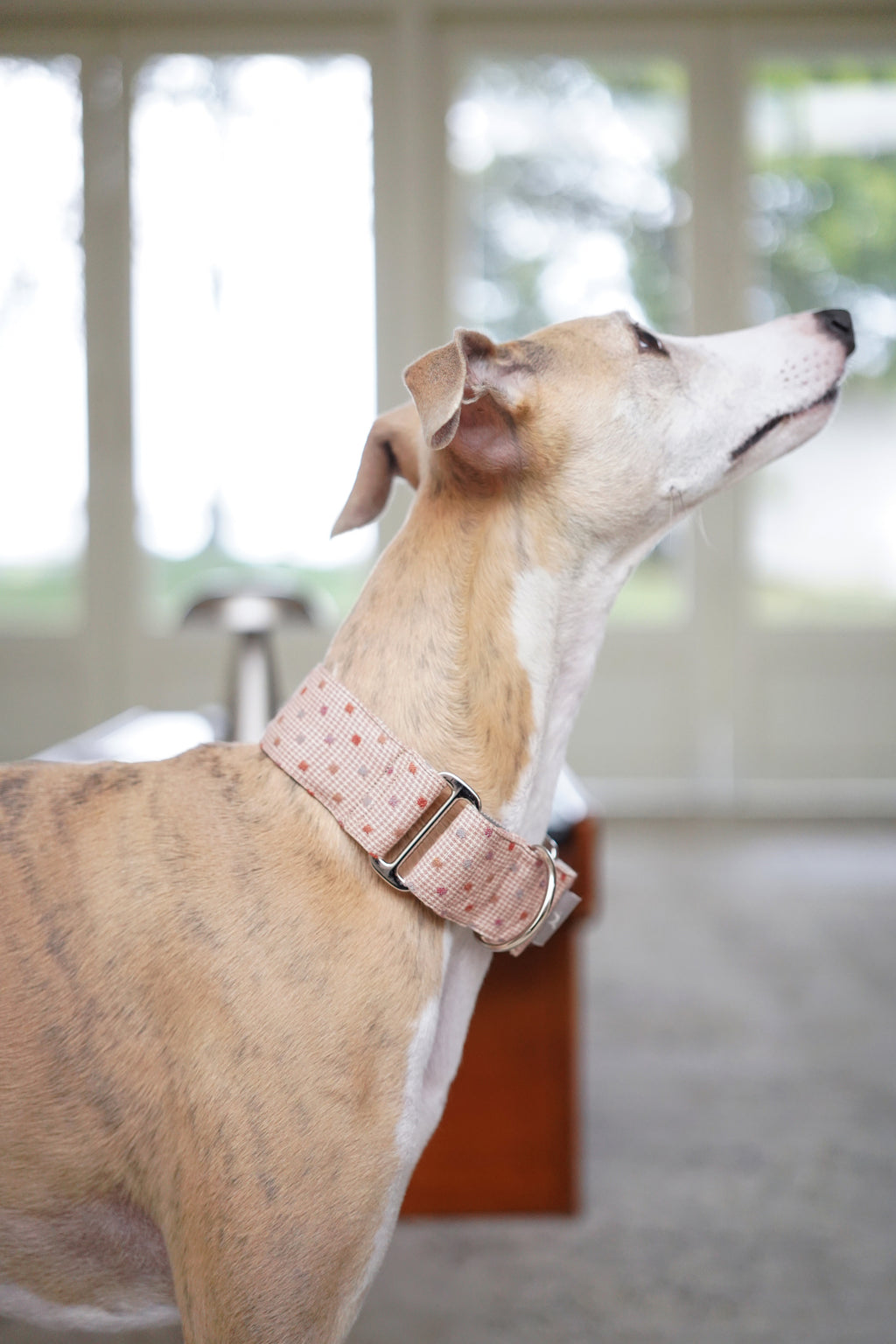 Martingale Collar Blush