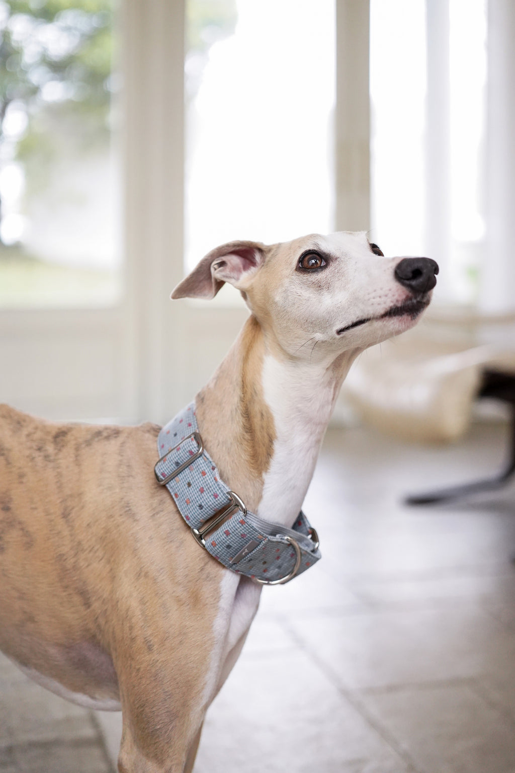 Martingale Collar Sky