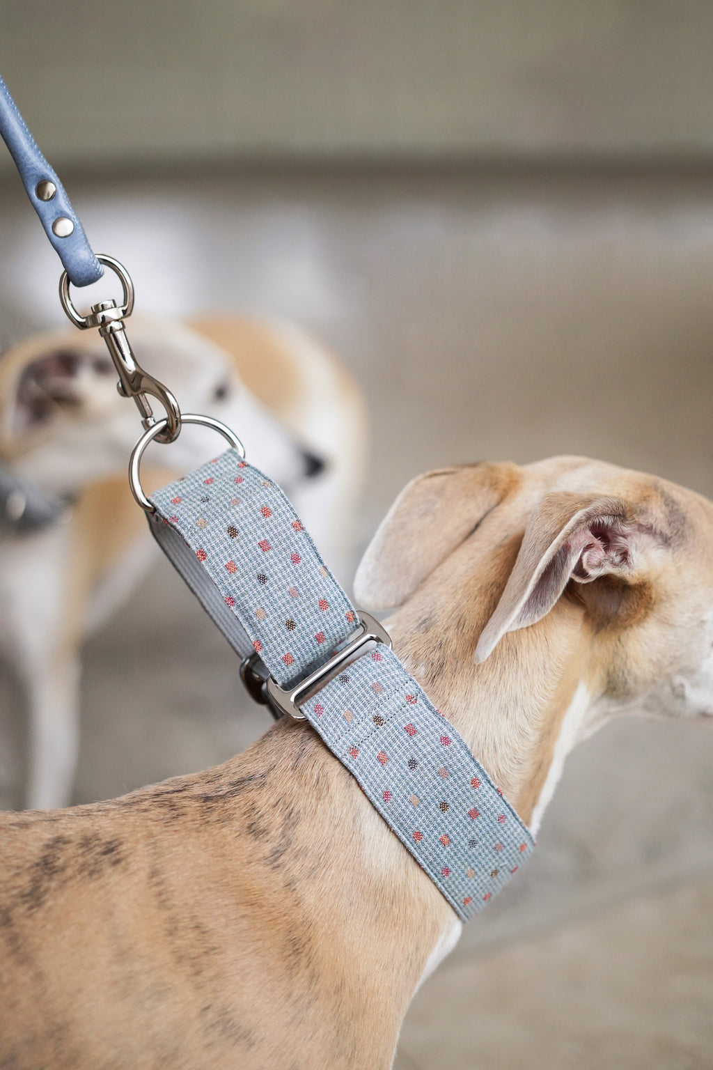 Martingale Collar Sky