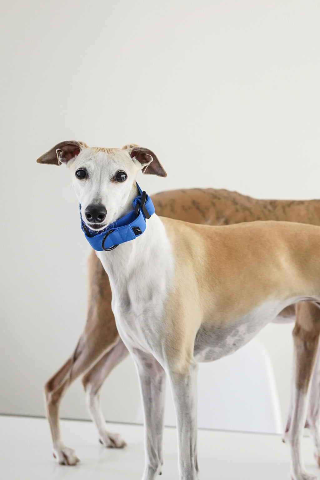 Lightweight Martingale Collar Klein Blue