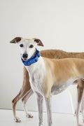 Lightweight Martingale Collar Klein Blue