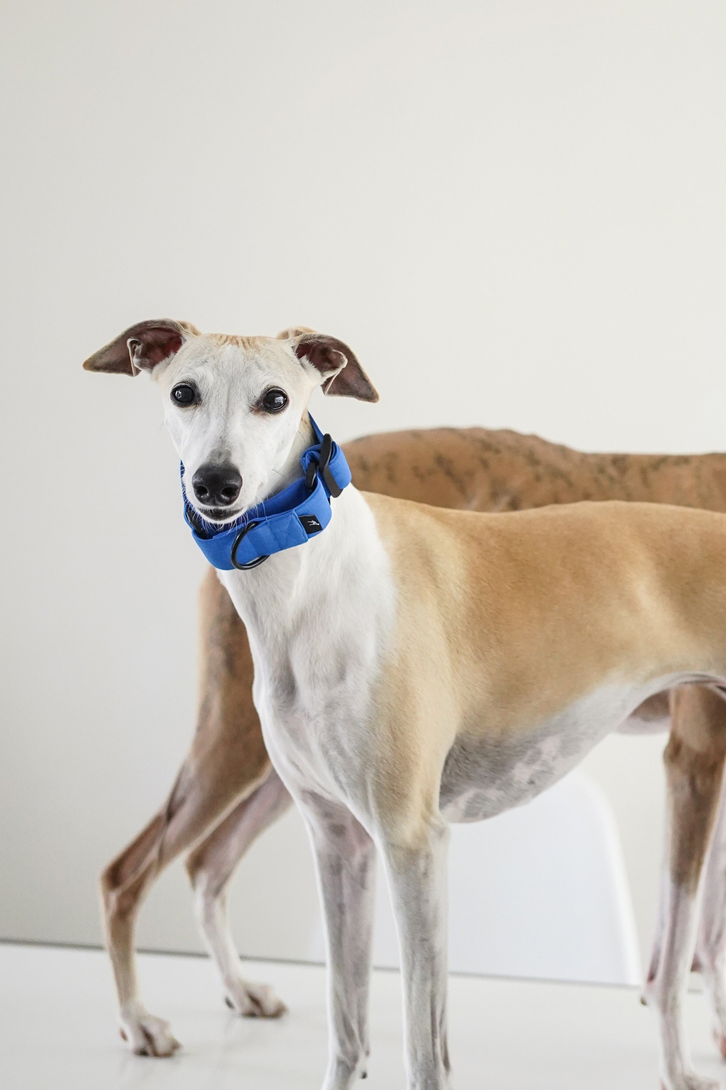 Lightweight Martingale Collar Klein Blue