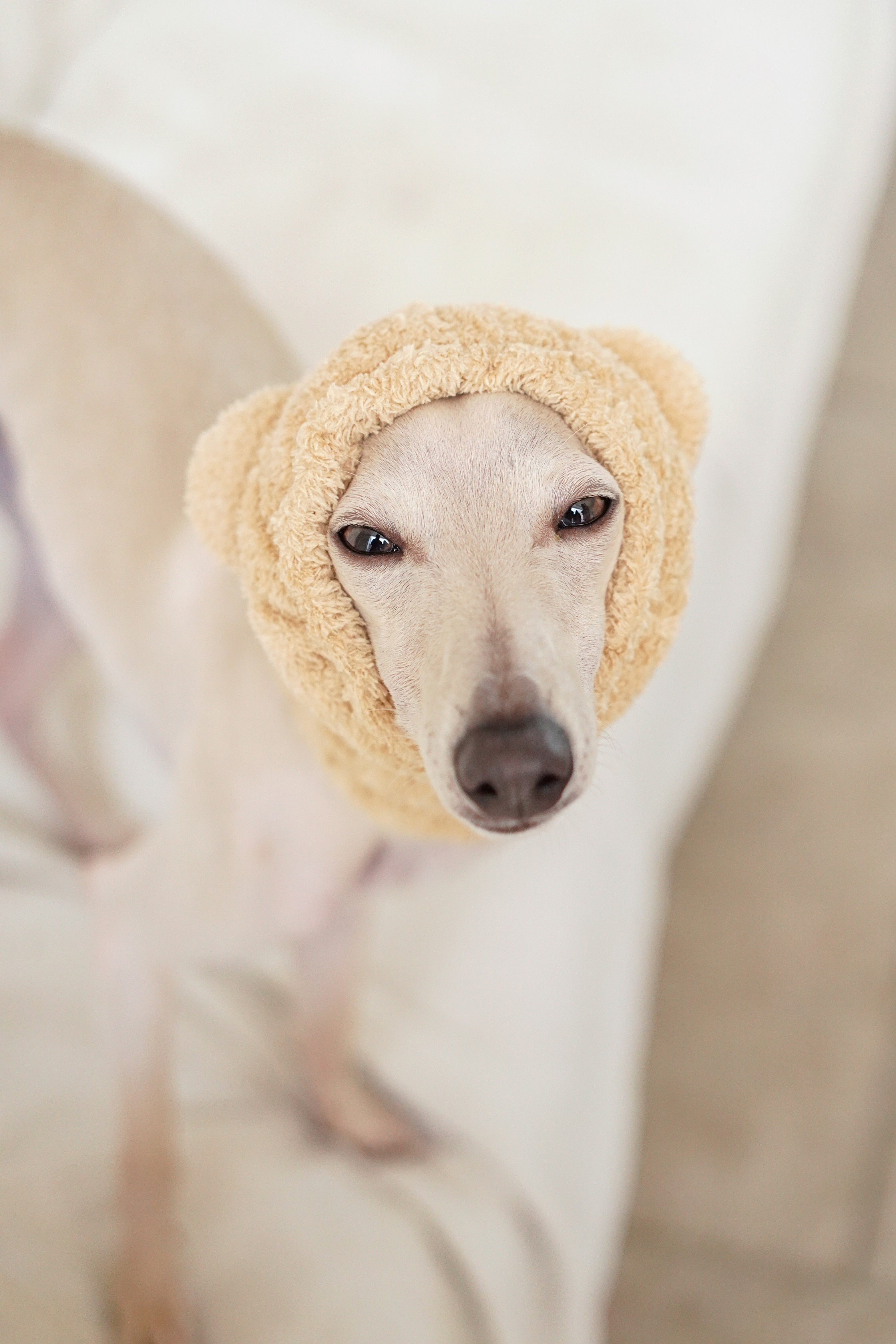Noise-Reduction Pet Hood