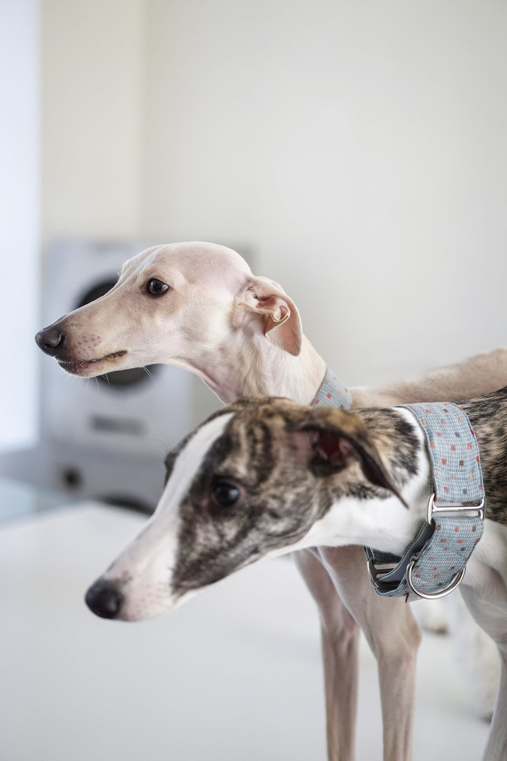 Martingale Collar Sky