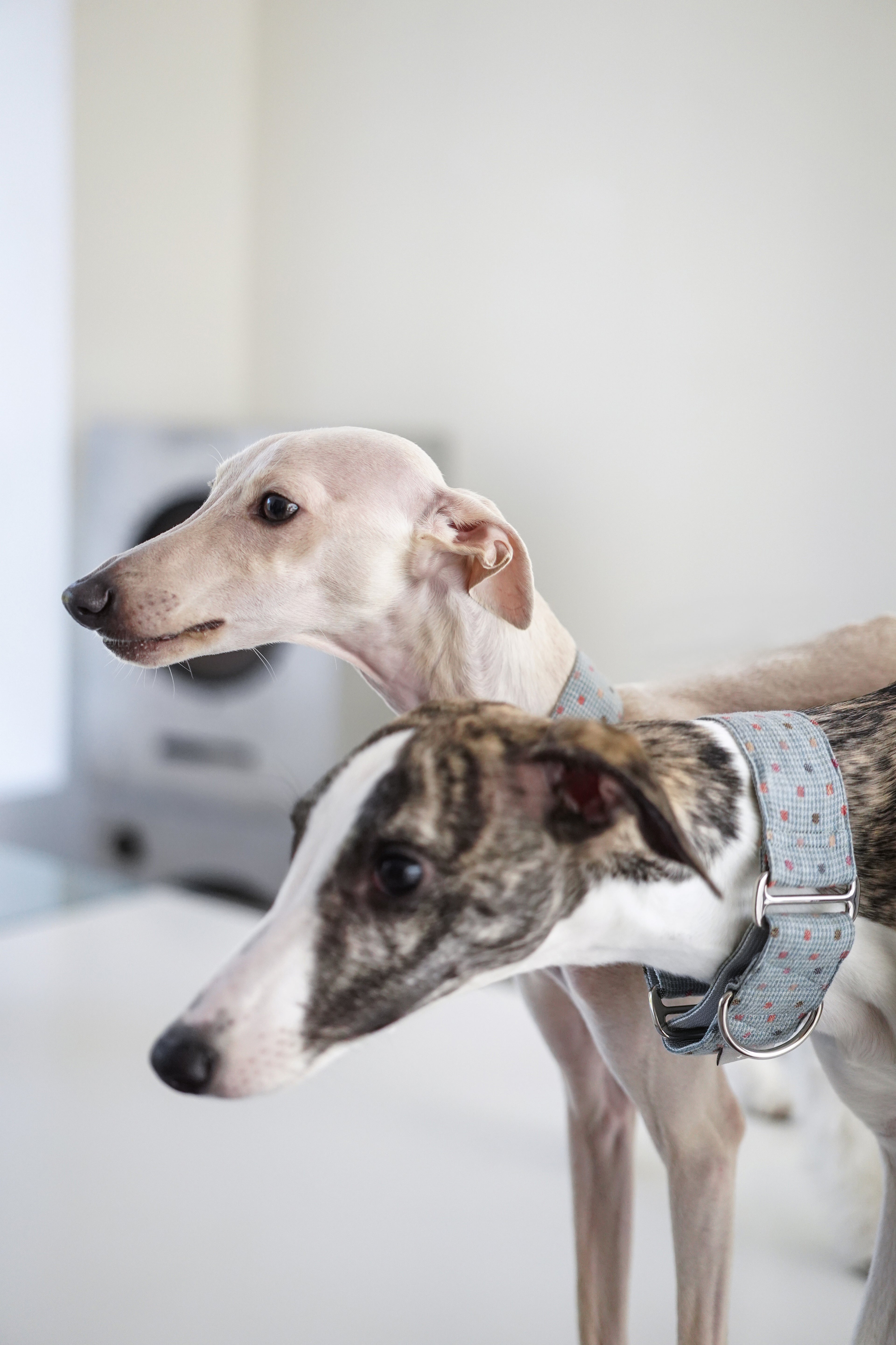 Martingale Collar Sky