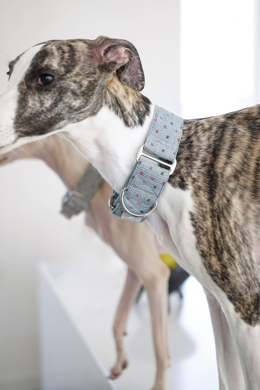 Martingale Collar Sky