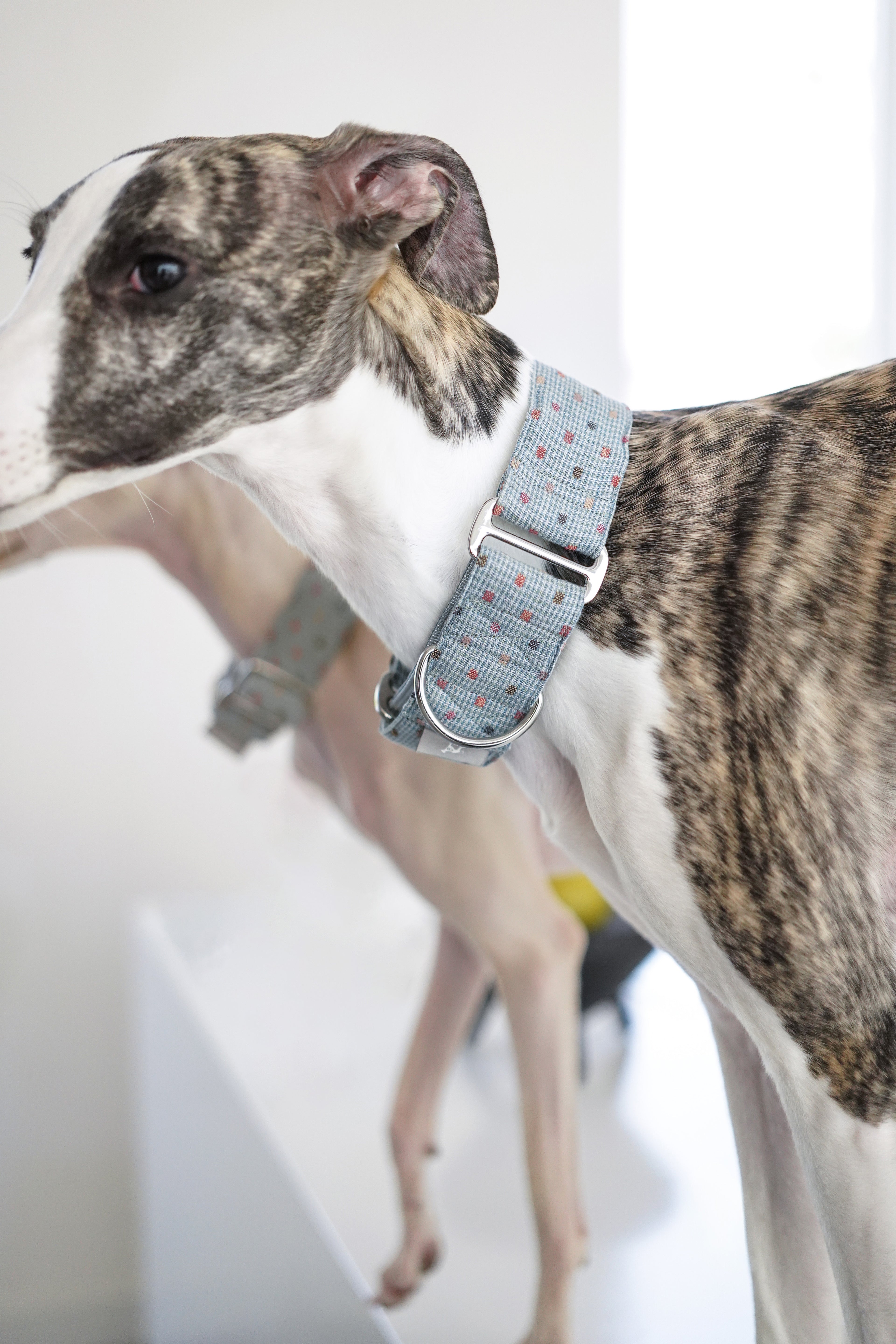 Martingale Collar Sky