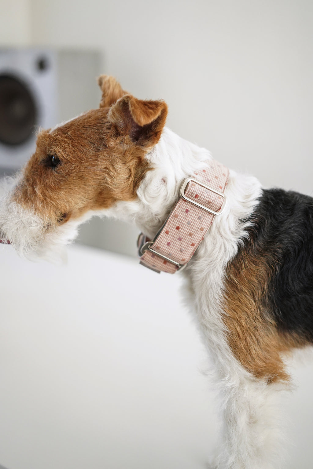 Martingale Collar Blush
