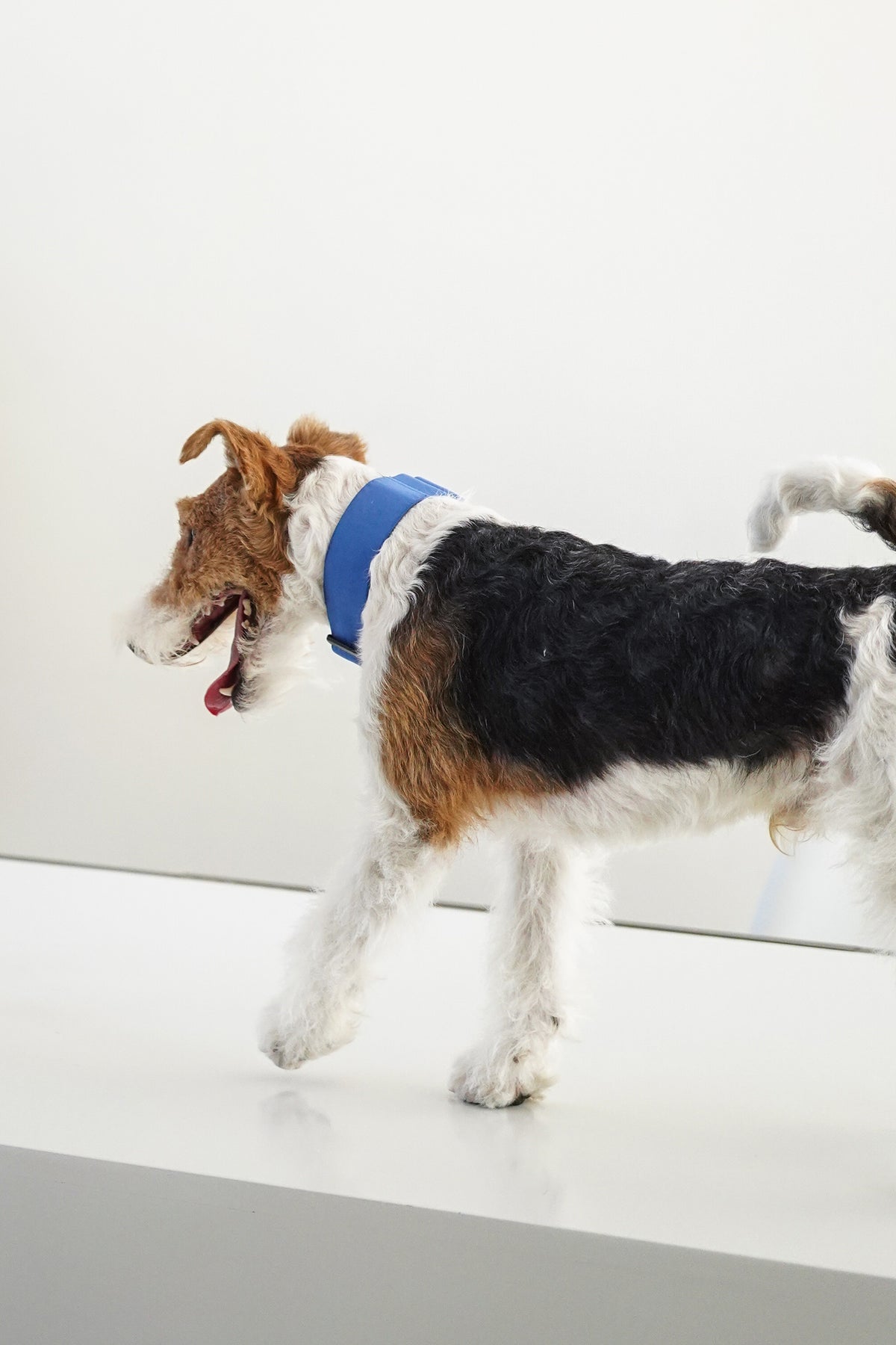 Lightweight Martingale Collar Klein Blue