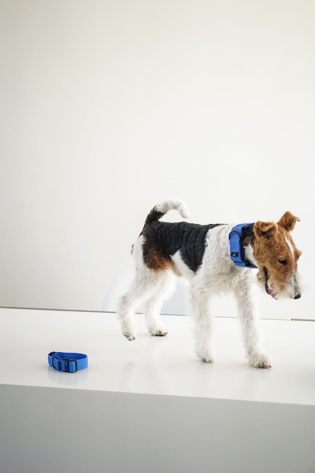 Lightweight Martingale Collar Klein Blue