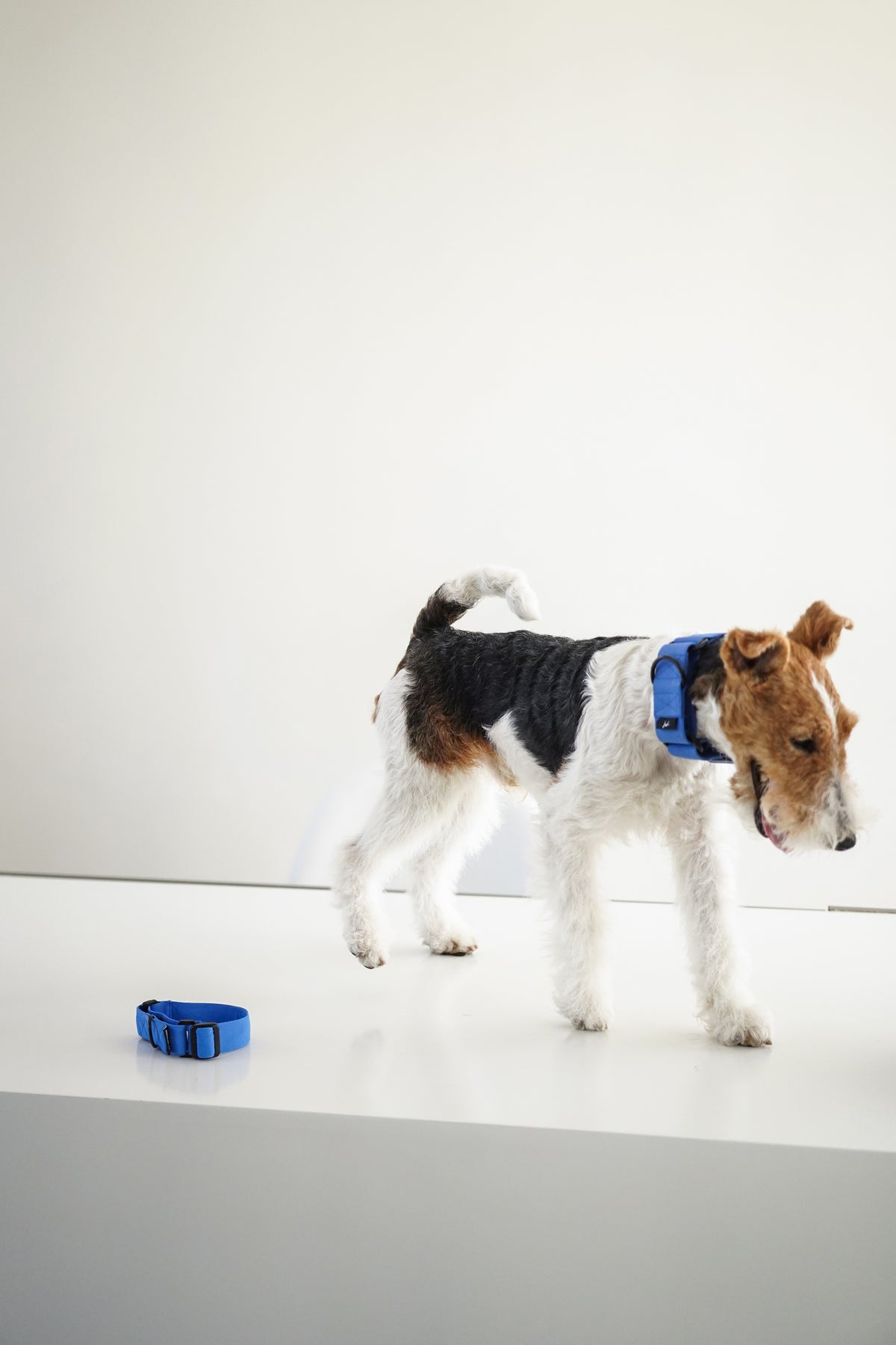 Lightweight Martingale Collar Klein Blue