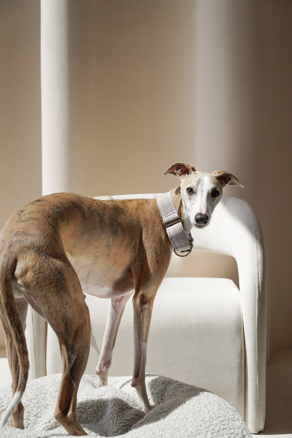Martingale Collar Dusk glow