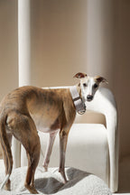 Martingale Collar Dusk glow