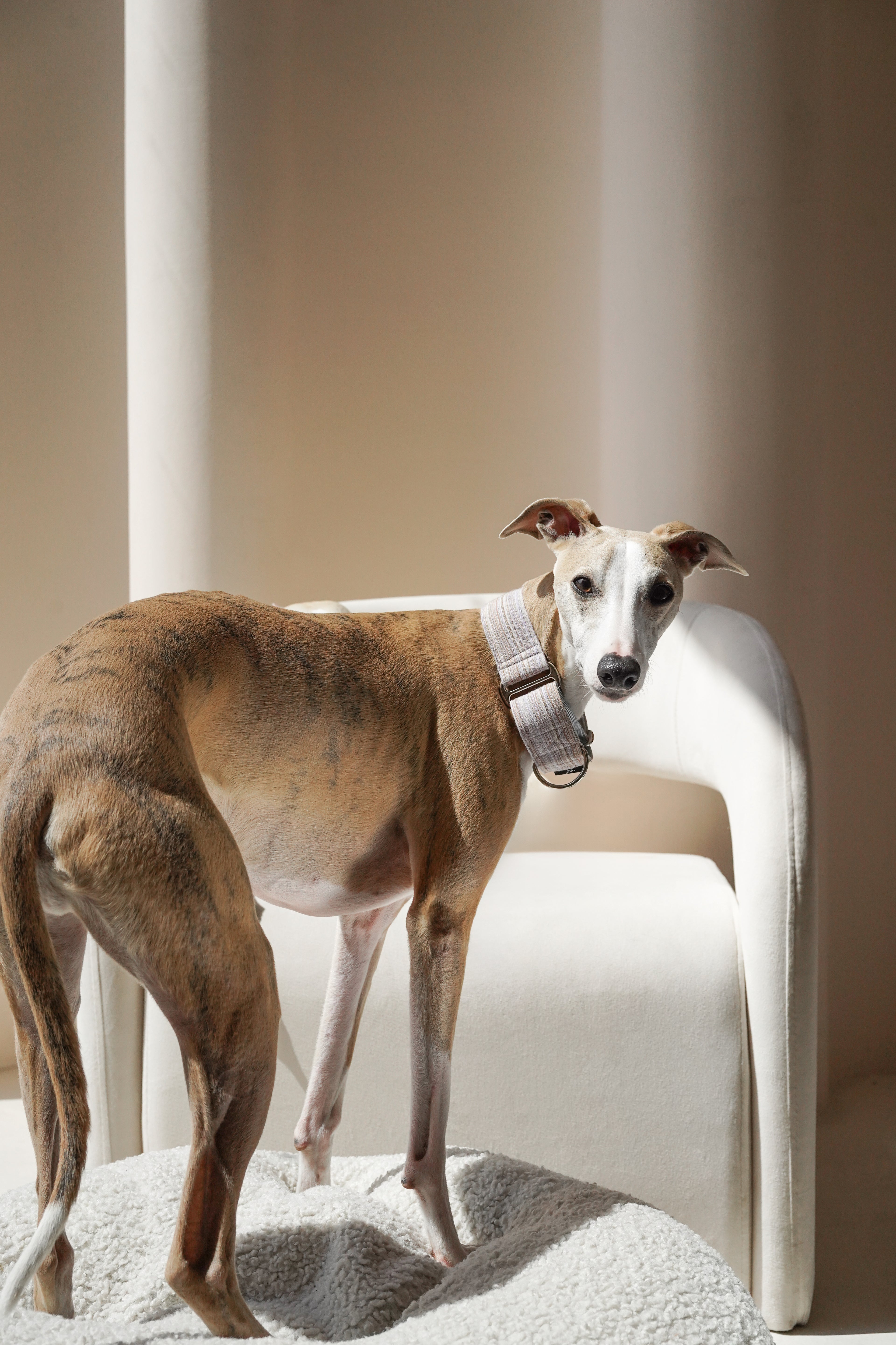 Martingale Collar Dusk glow