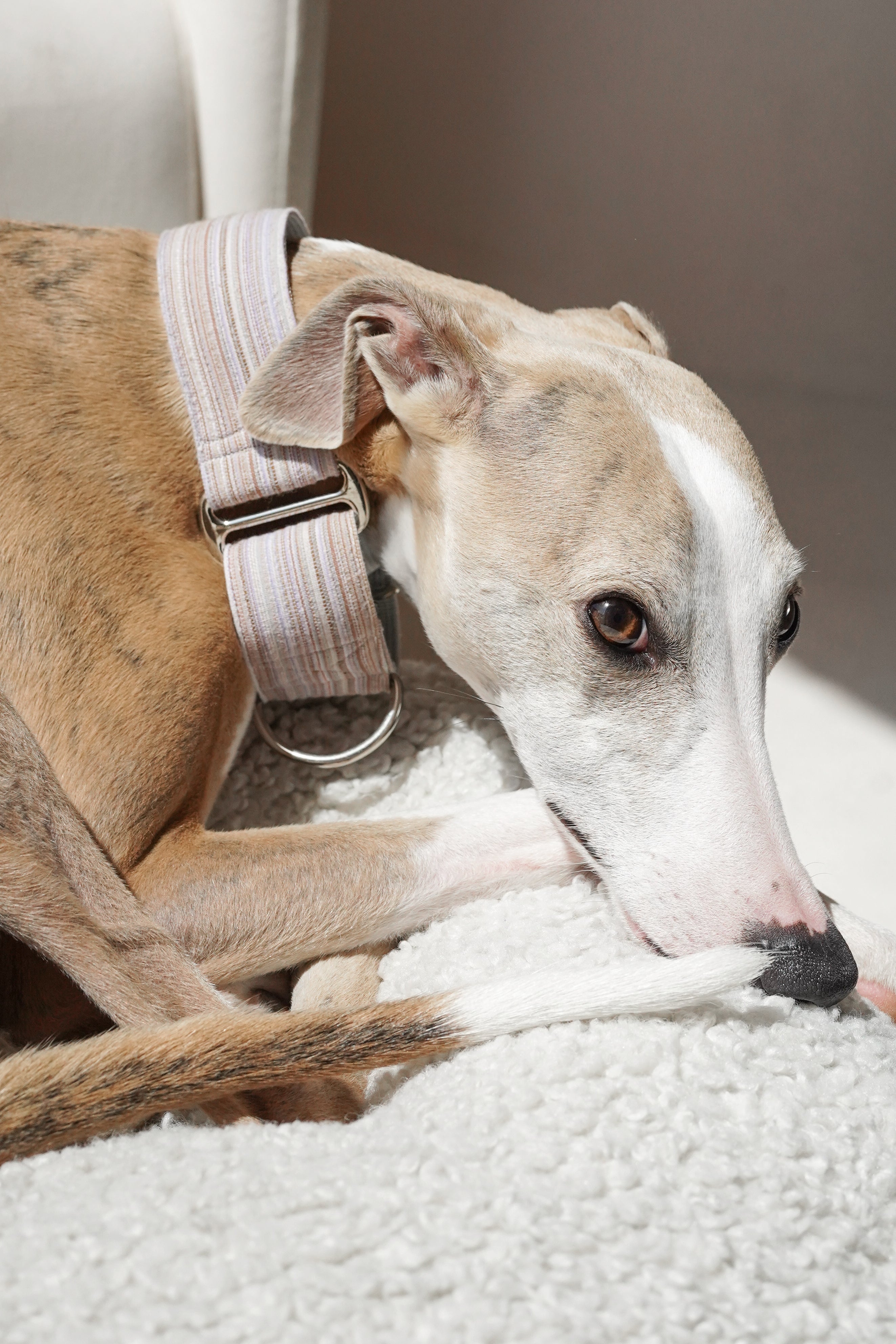 Martingale Collar Dusk glow