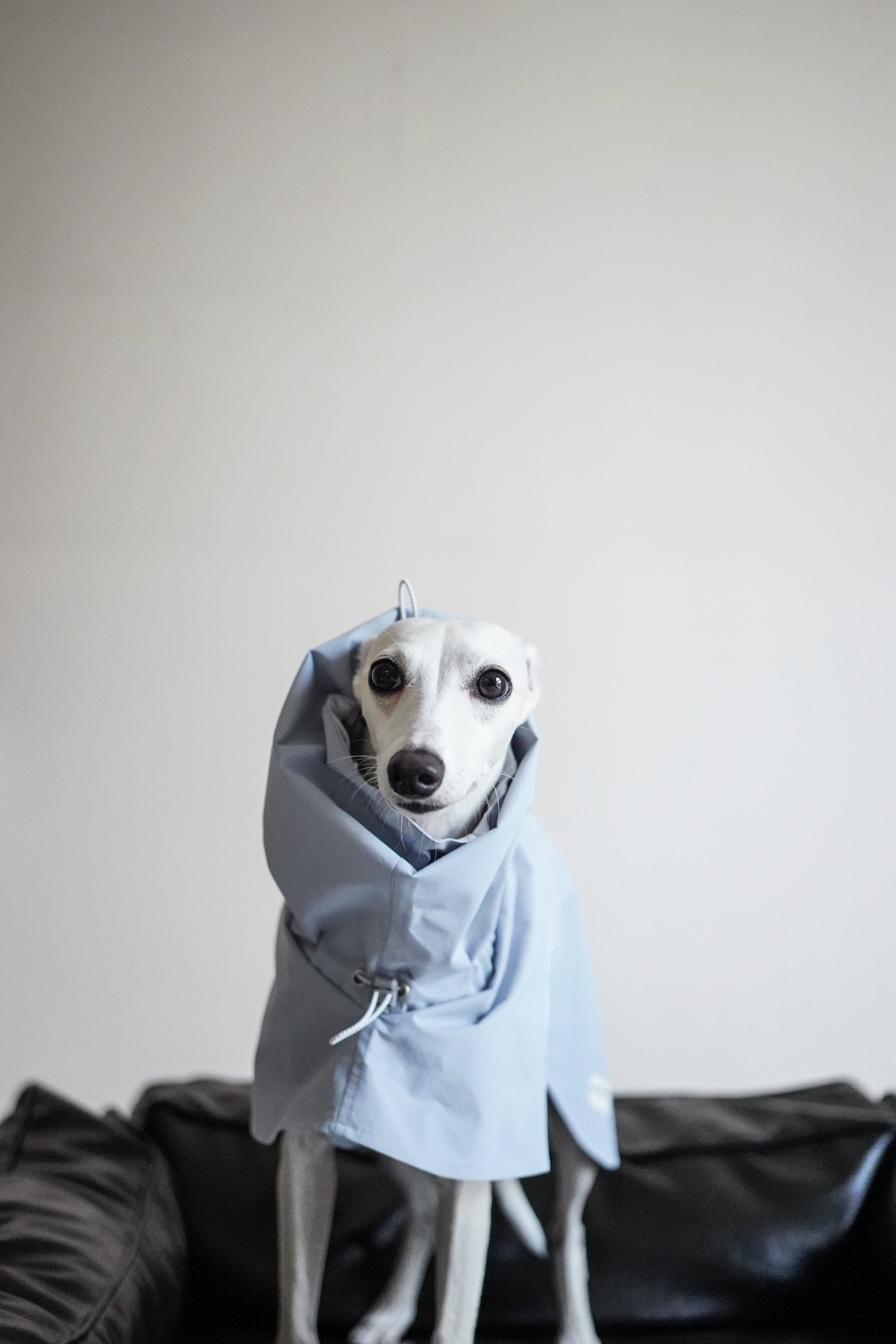 Fast wear raincoat for all breeds