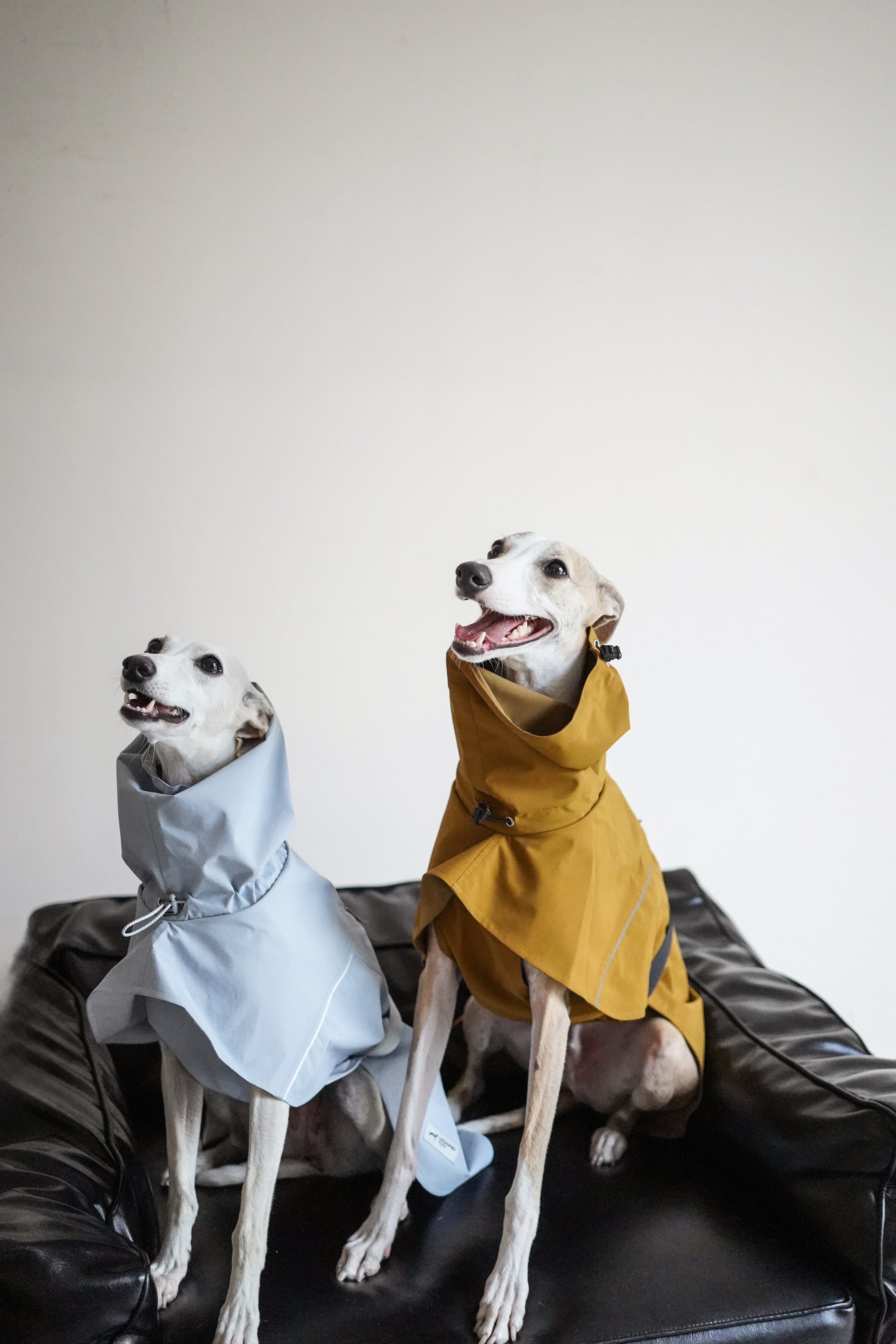Fast wear raincoat for all breeds