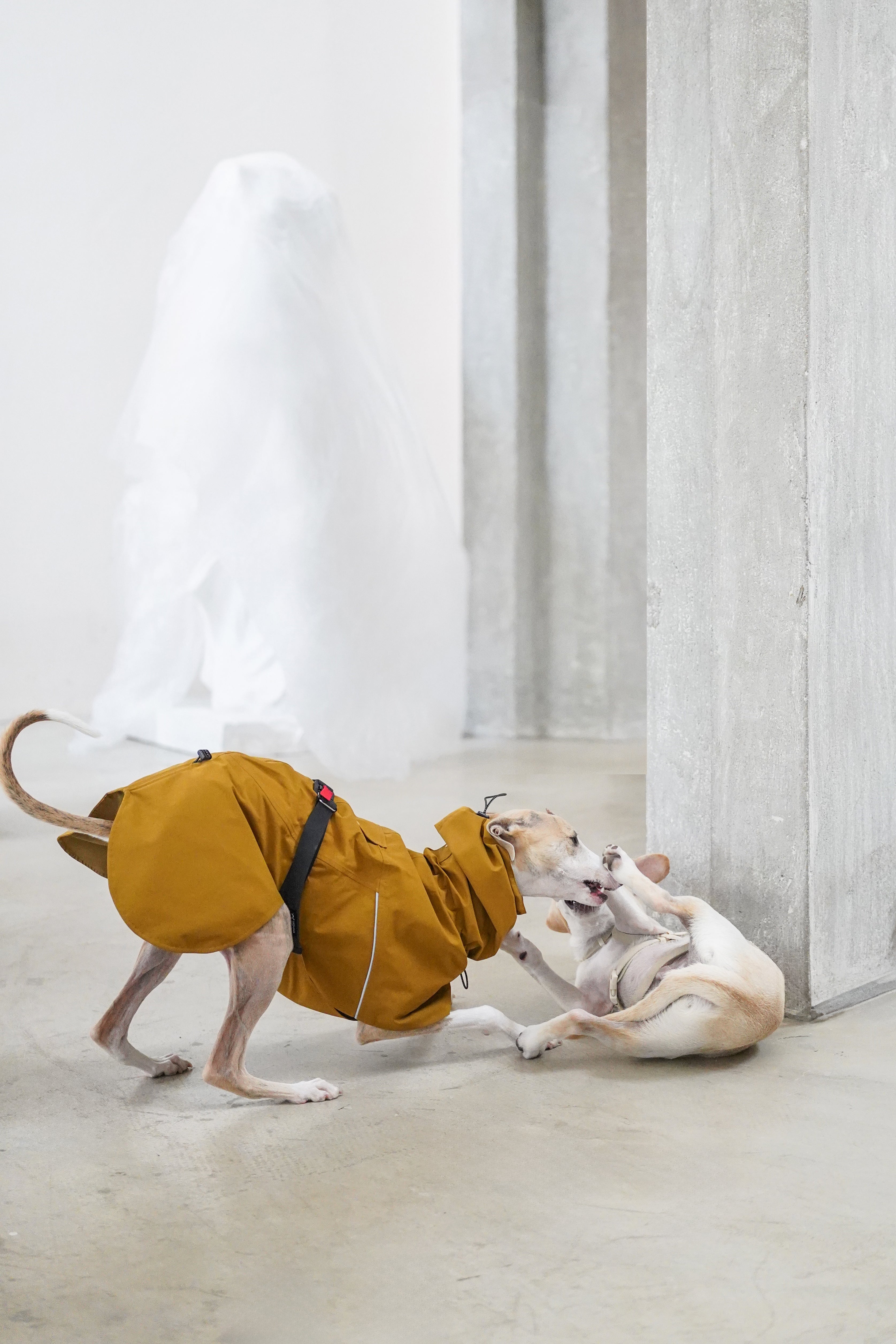 Fast wear raincoat for all breeds
