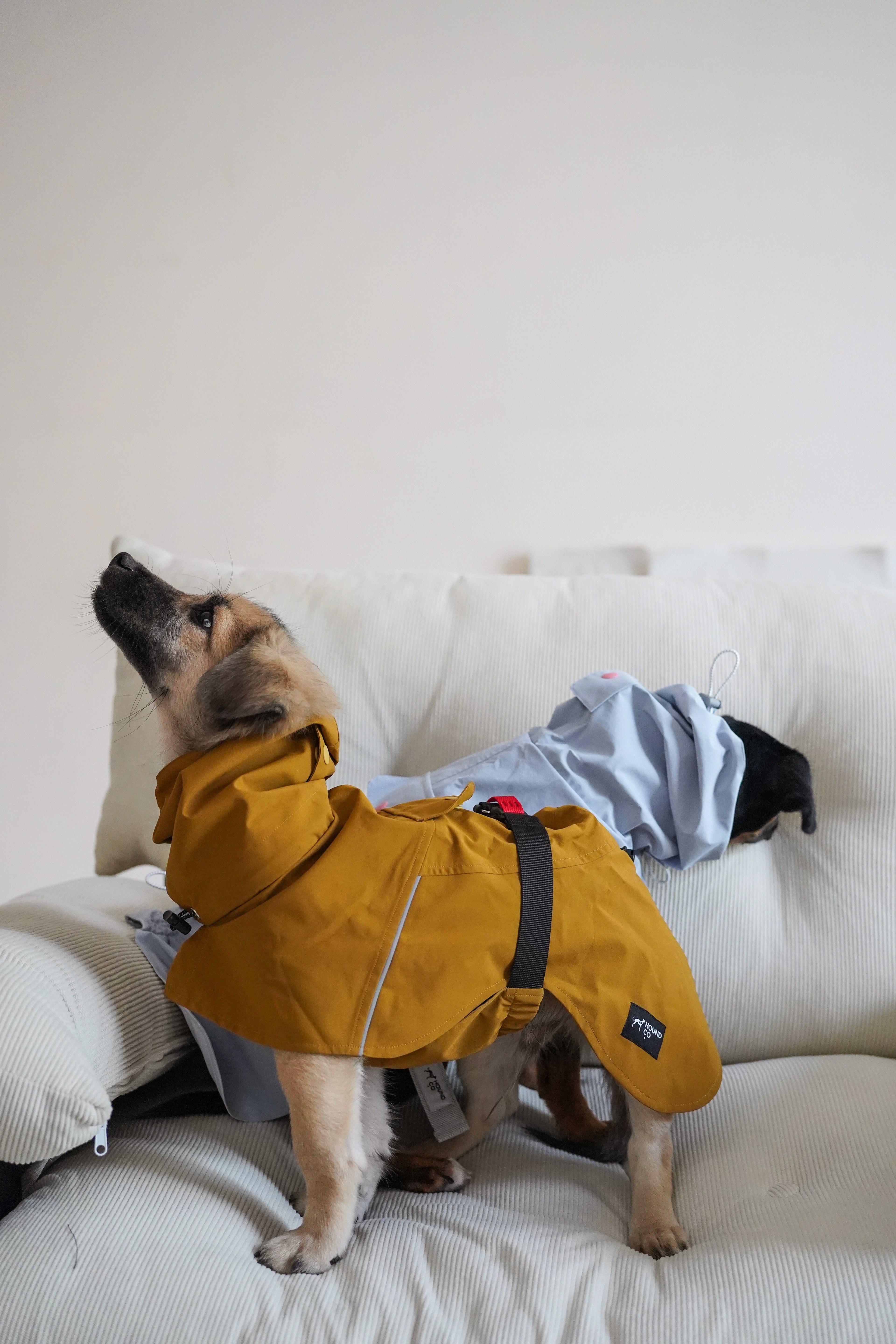 Fast wear raincoat for all breeds