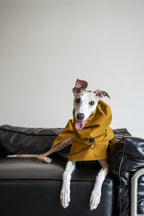 Fast wear raincoat for all breeds