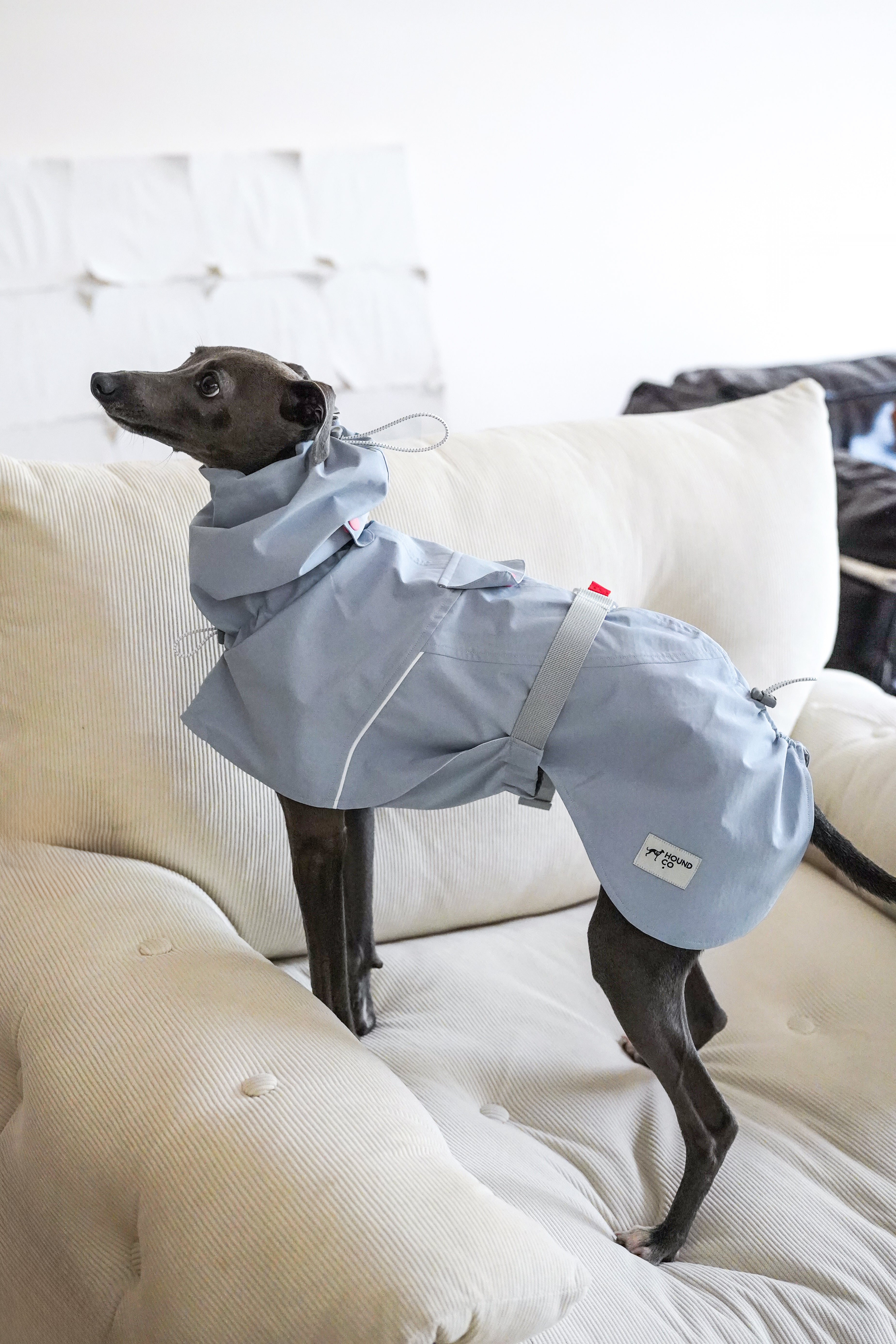 Fast wear raincoat for all breeds